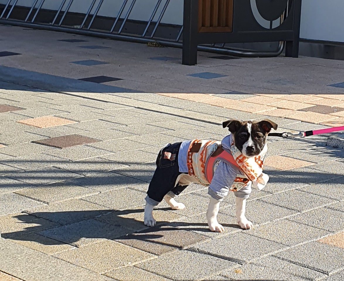 미미 입양후 일주일입니다