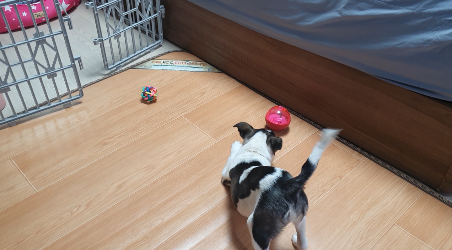 미미 입양후 일주일입니다