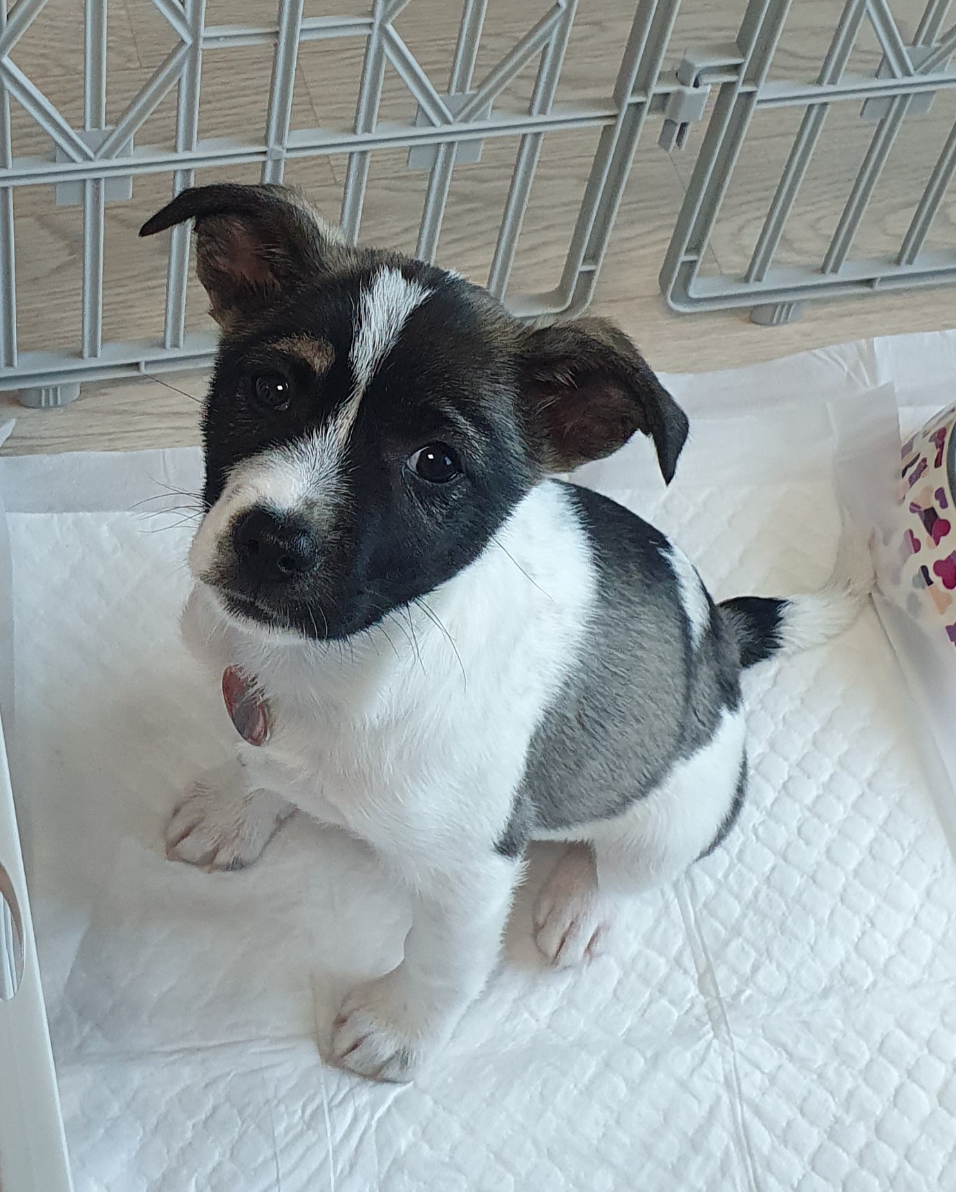 미미 입양후 일주일입니다