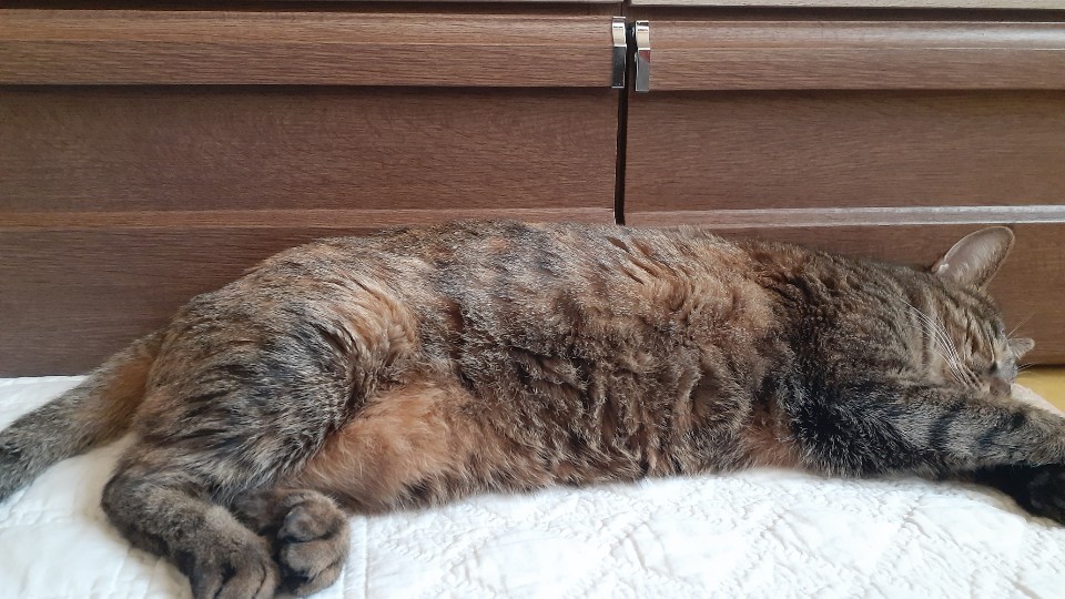 둥이 입양 4년차 근황