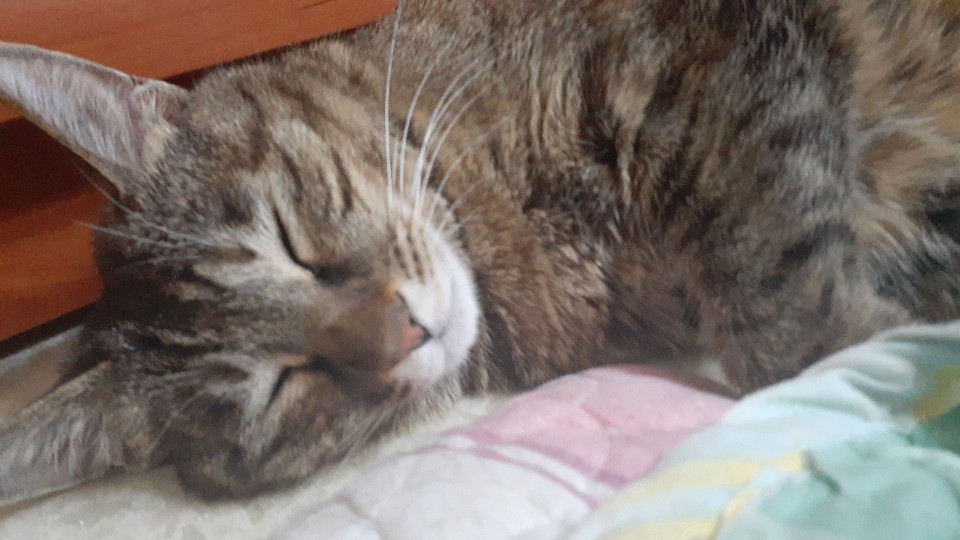 둥이 입양 4년차 근황