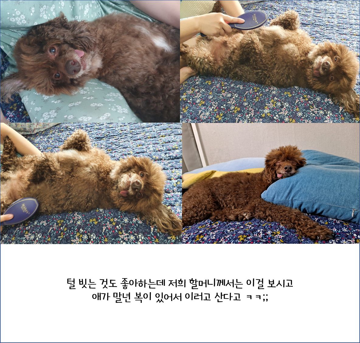 어리광쟁이 사랑둥이 쪼꼬와 함께 한 3달