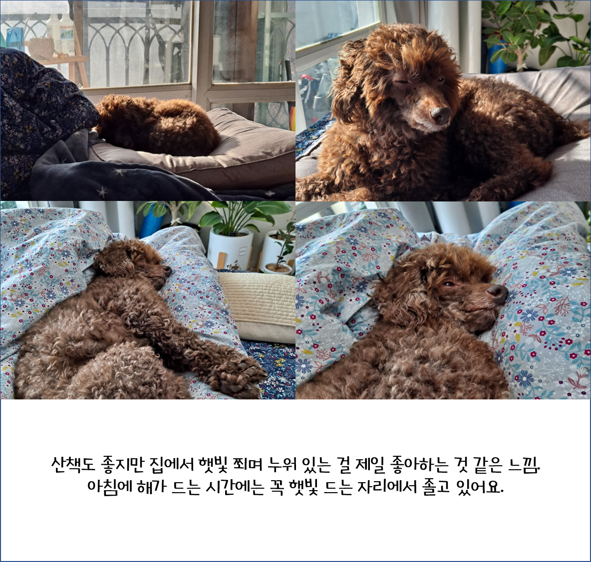 어리광쟁이 사랑둥이 쪼꼬와 함께 한 3달
