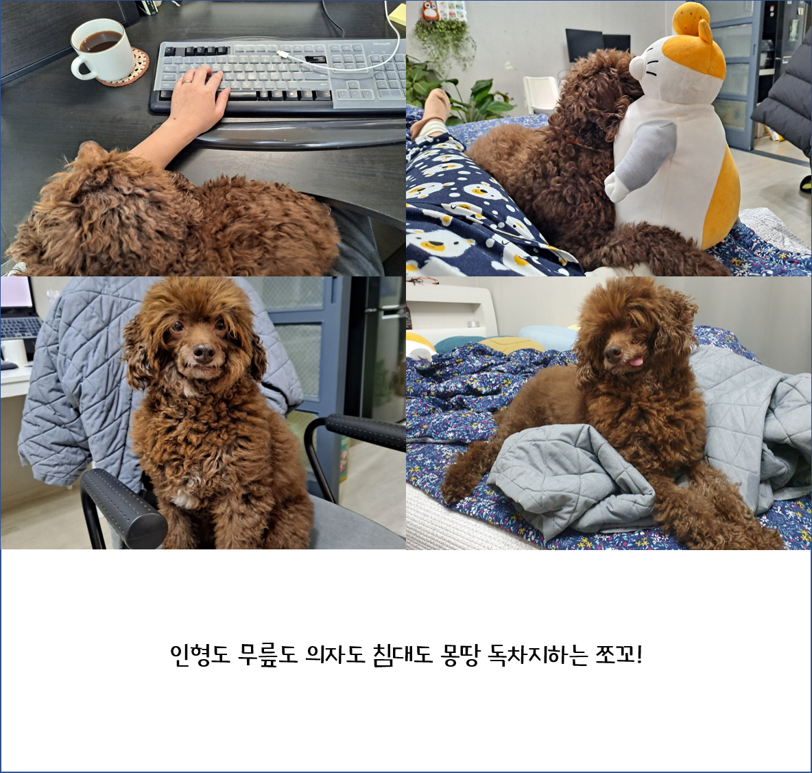 어리광쟁이 사랑둥이 쪼꼬와 함께 한 3달