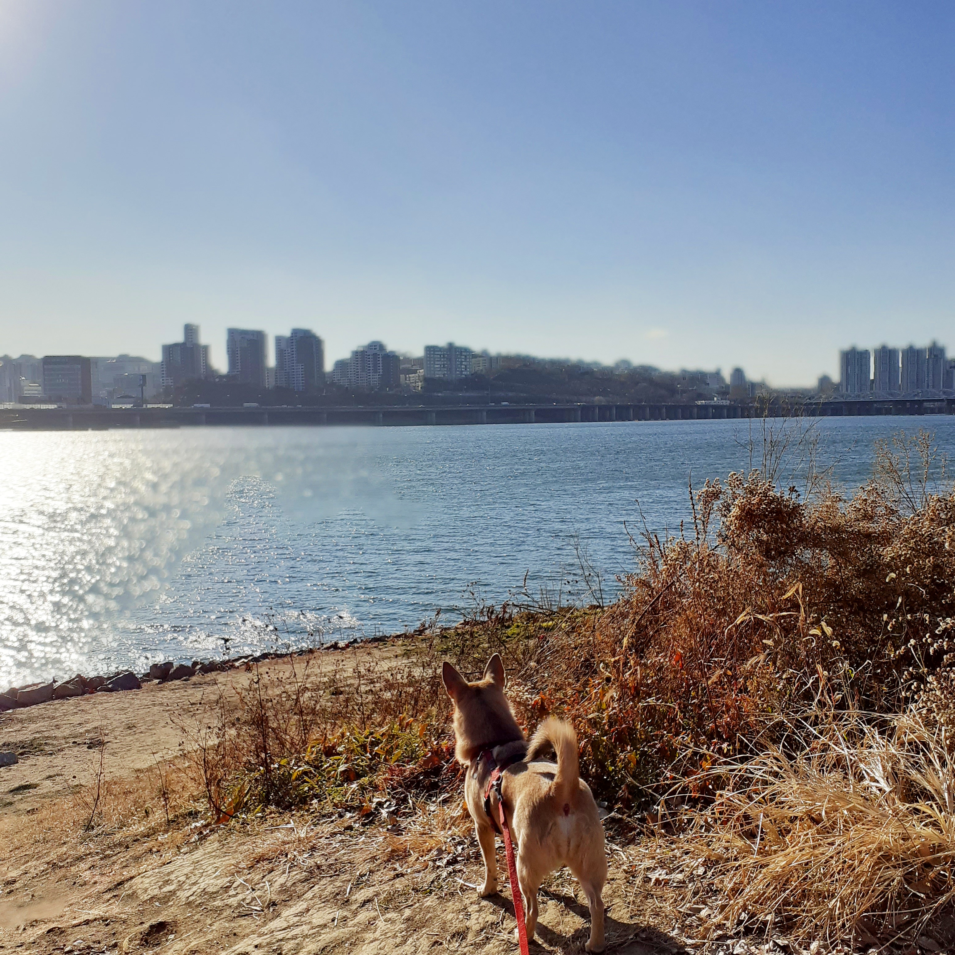 보리(하이네 태희)가 새해 인사 드려요~