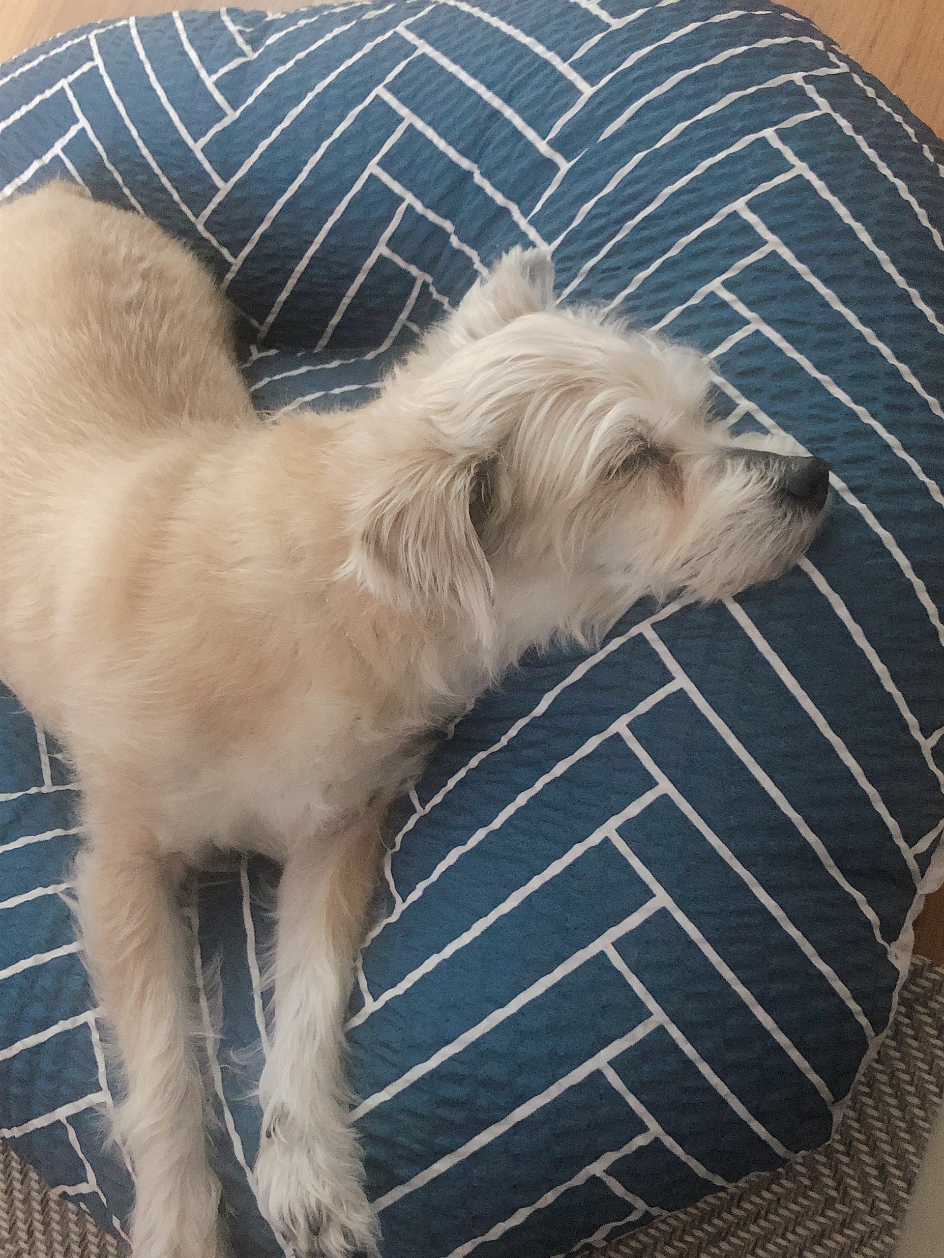 진이(前바비) 일주일 차 소식입니다. ^0^ 