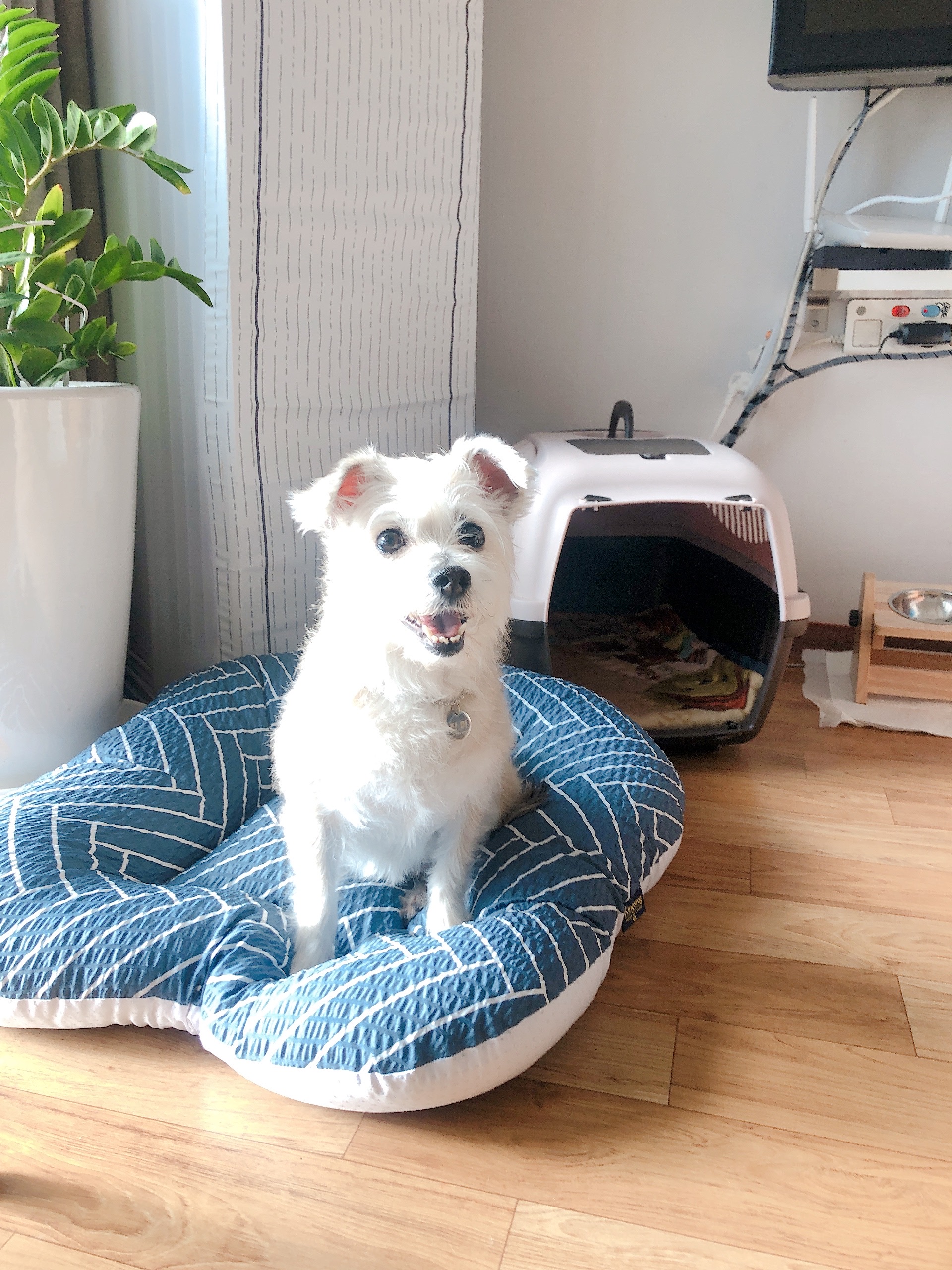 진이(前바비) 일주일 차 소식입니다. ^0^ 