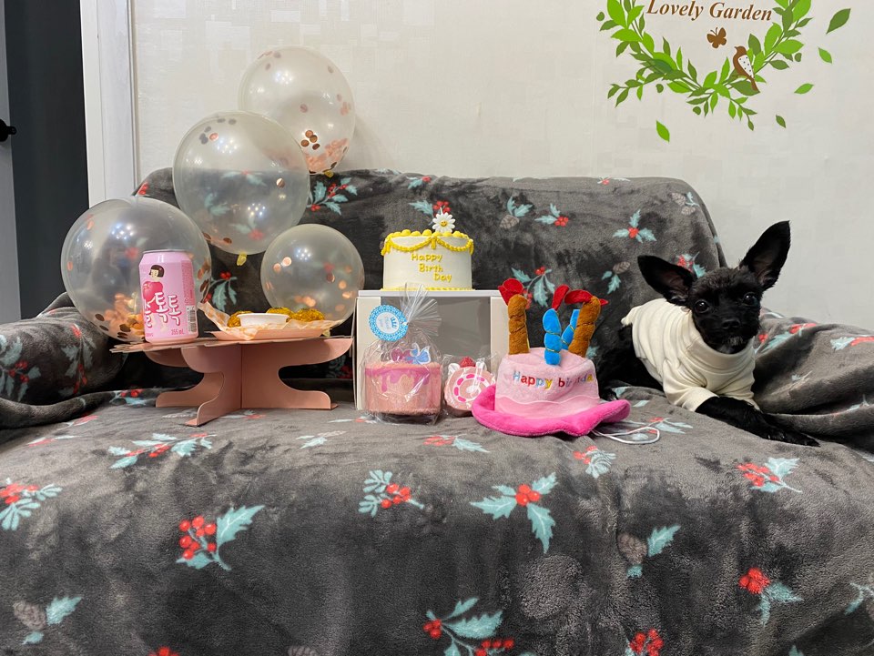 아라-푸푸아가 뽀이 생일파티했어요^^