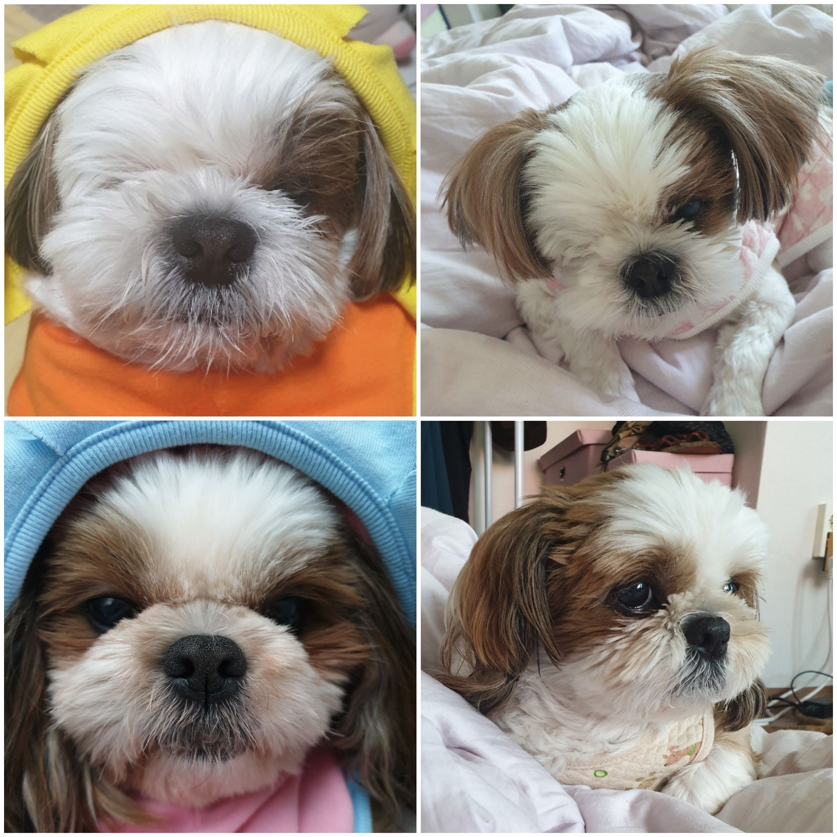 샘이와복민이 1년간의 추억