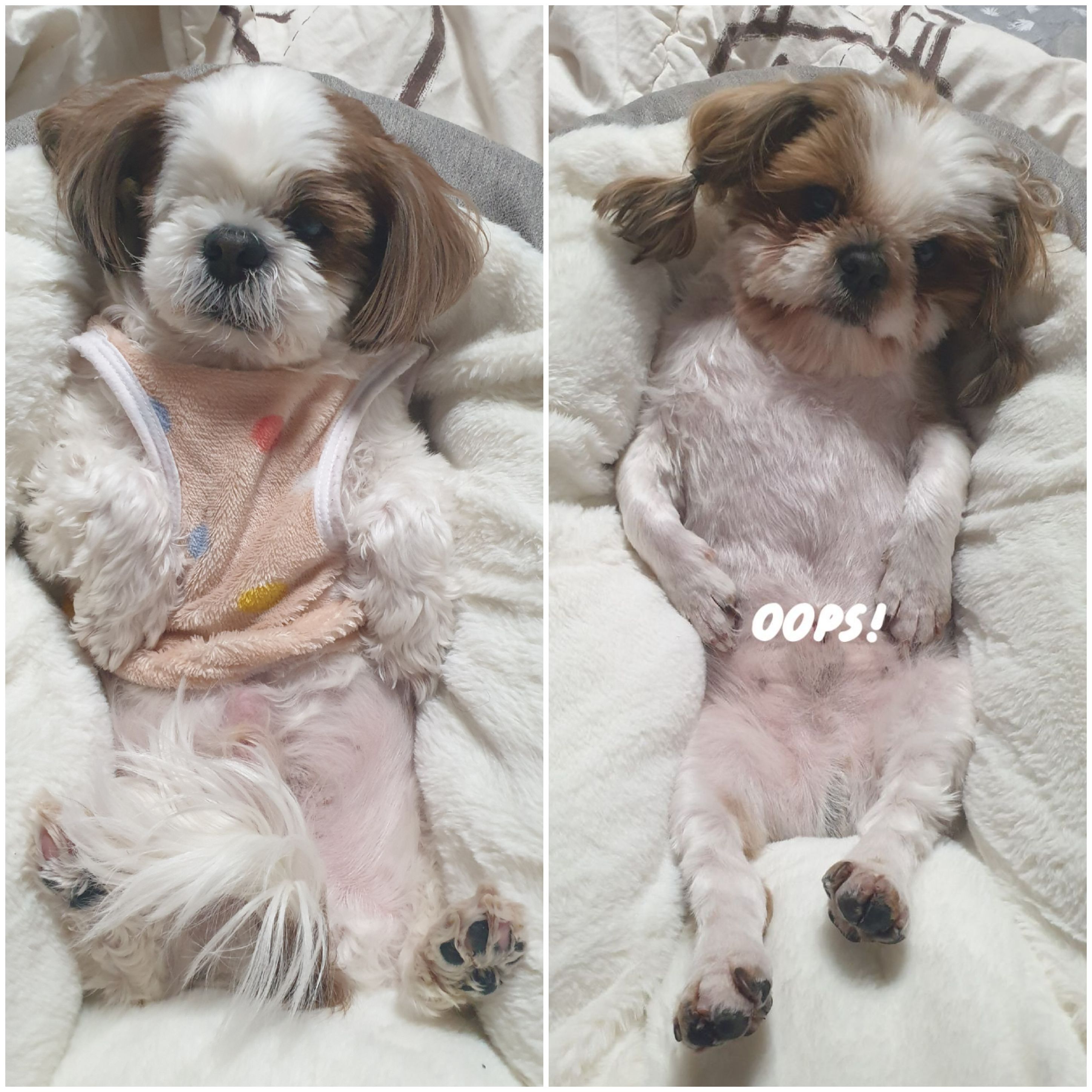 샘이와복민이 1년간의 추억