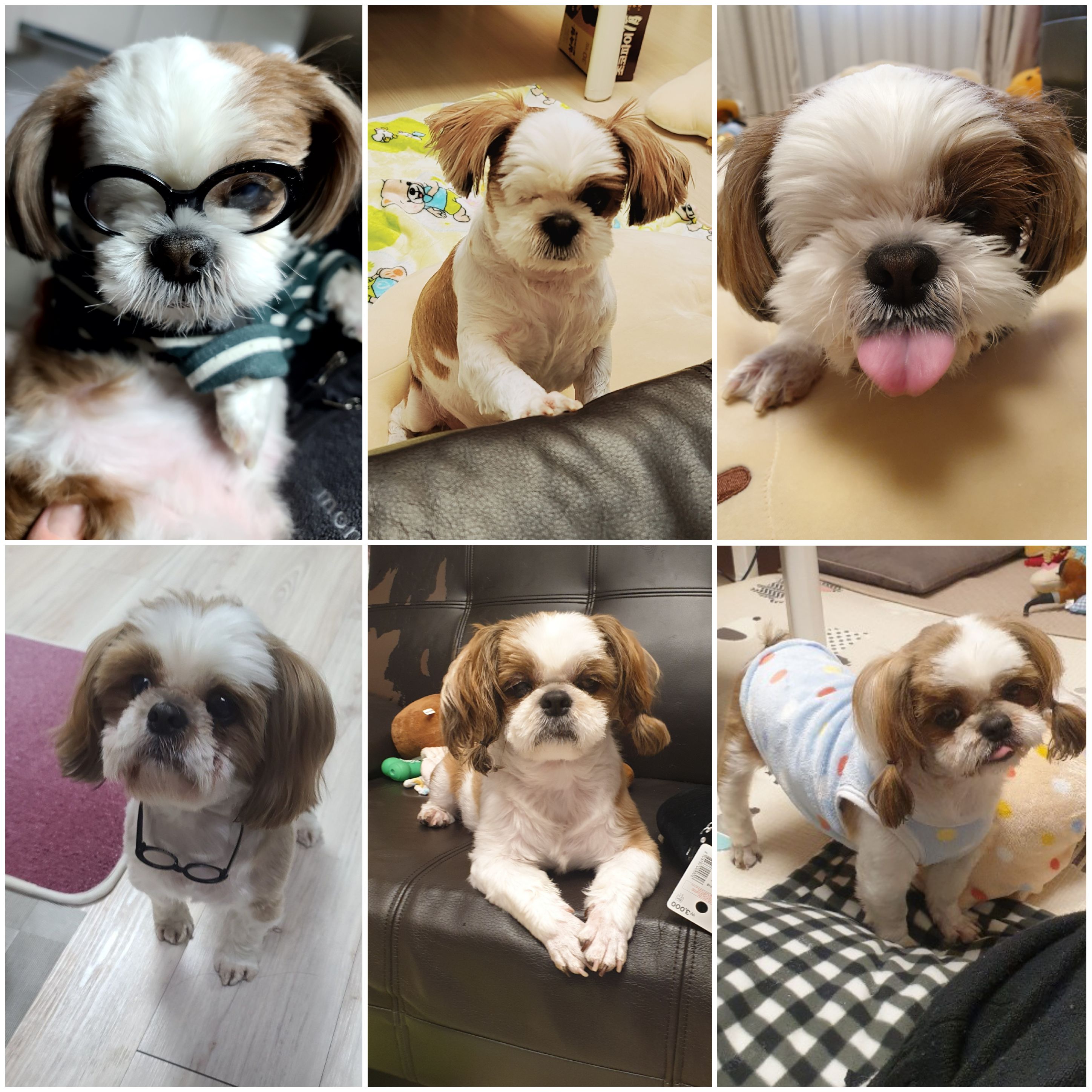 샘이와복민이 1년간의 추억