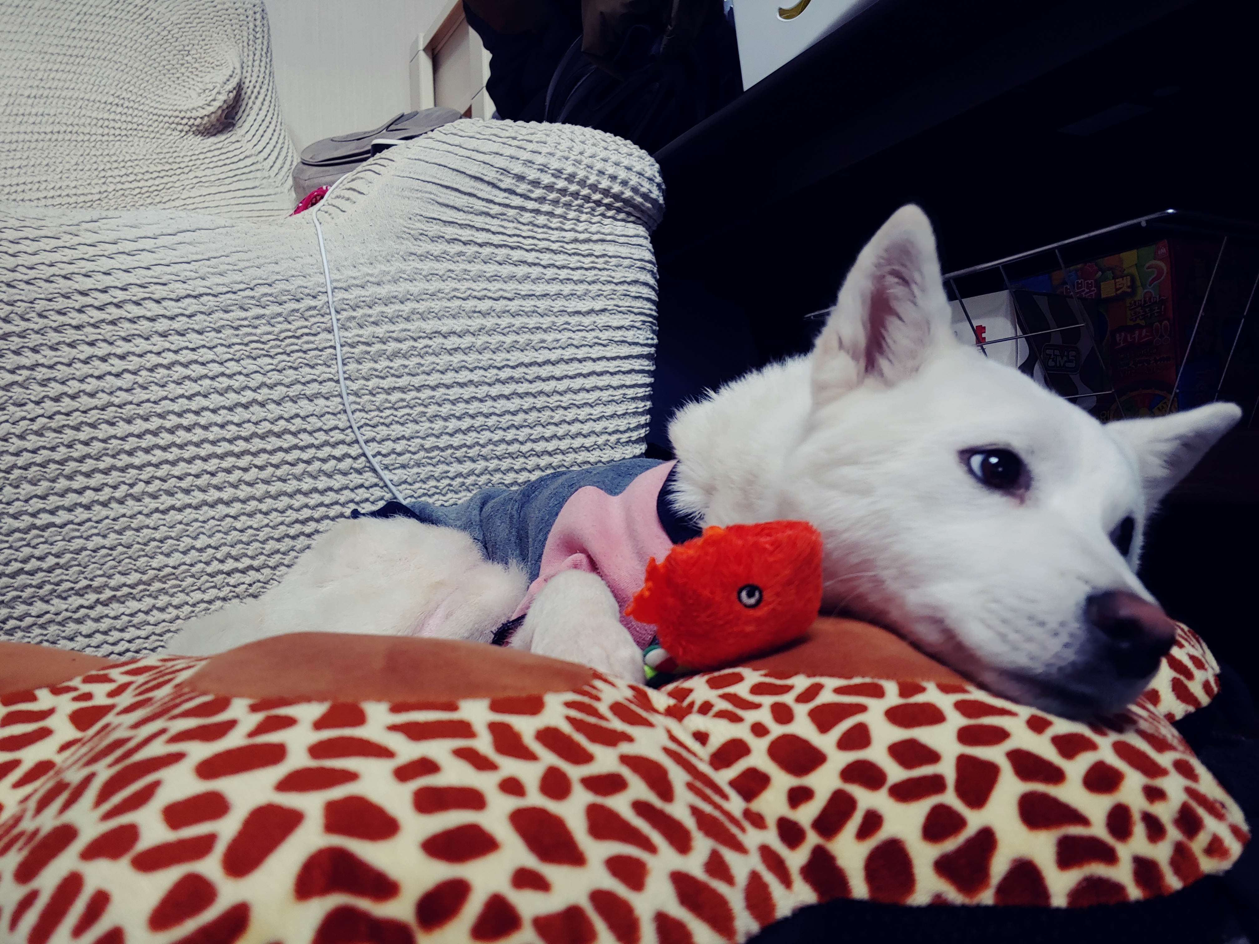 구름이와의 한달