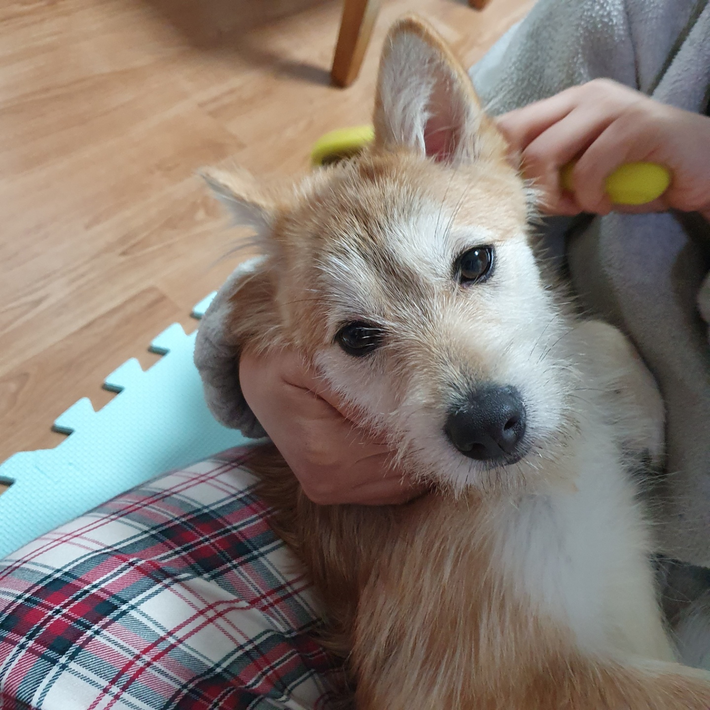 보들이(순애)와 일주일 차 소식