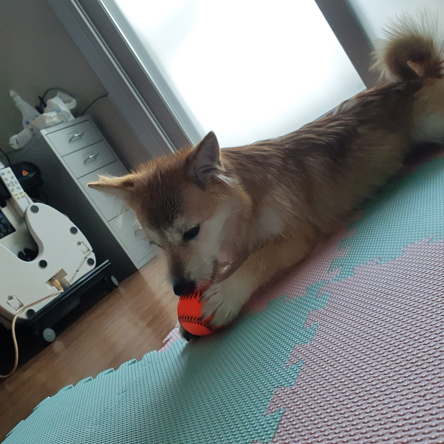 보들이(순애)와 일주일 차 소식