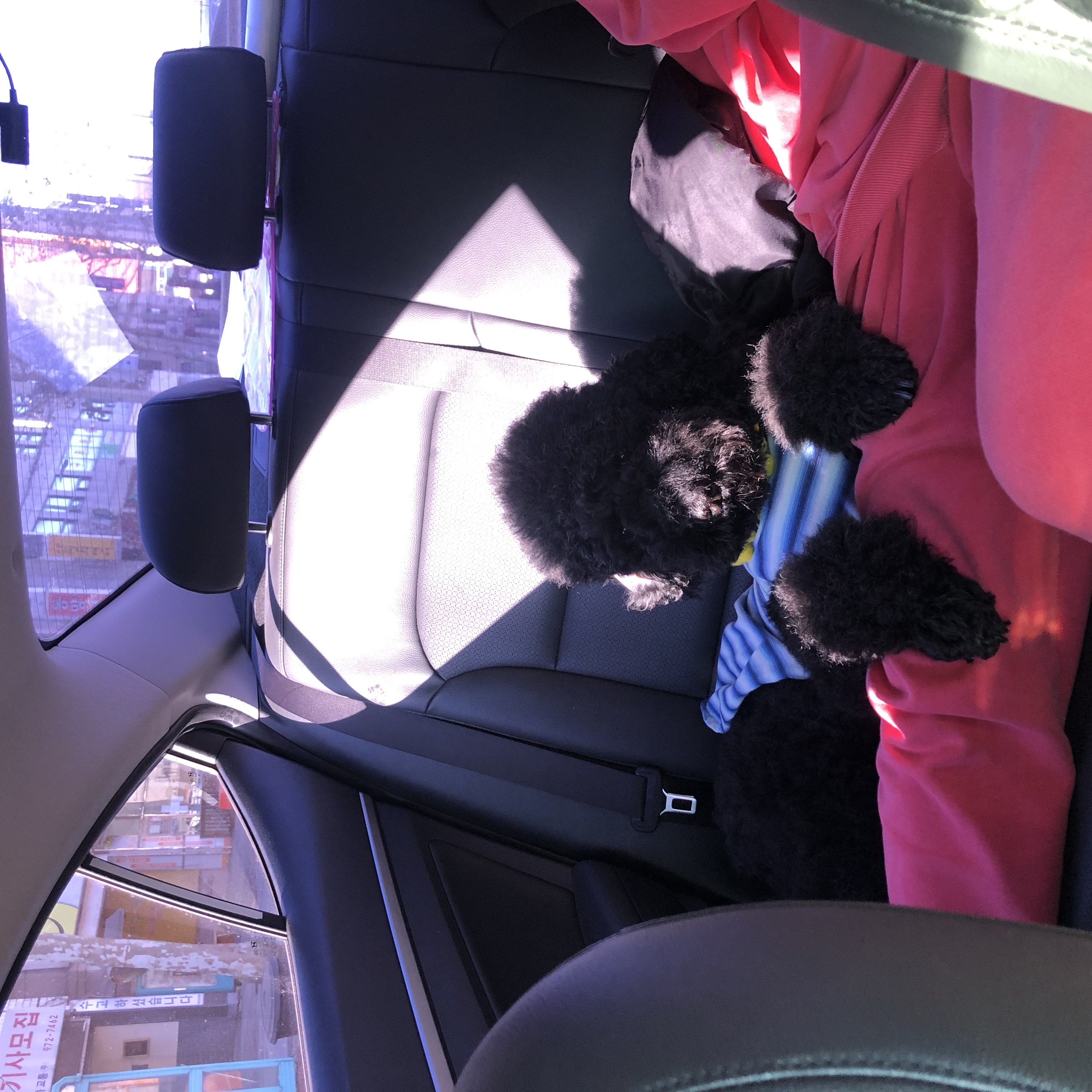 고양 불법번식장 구조 헤라 임보이야기