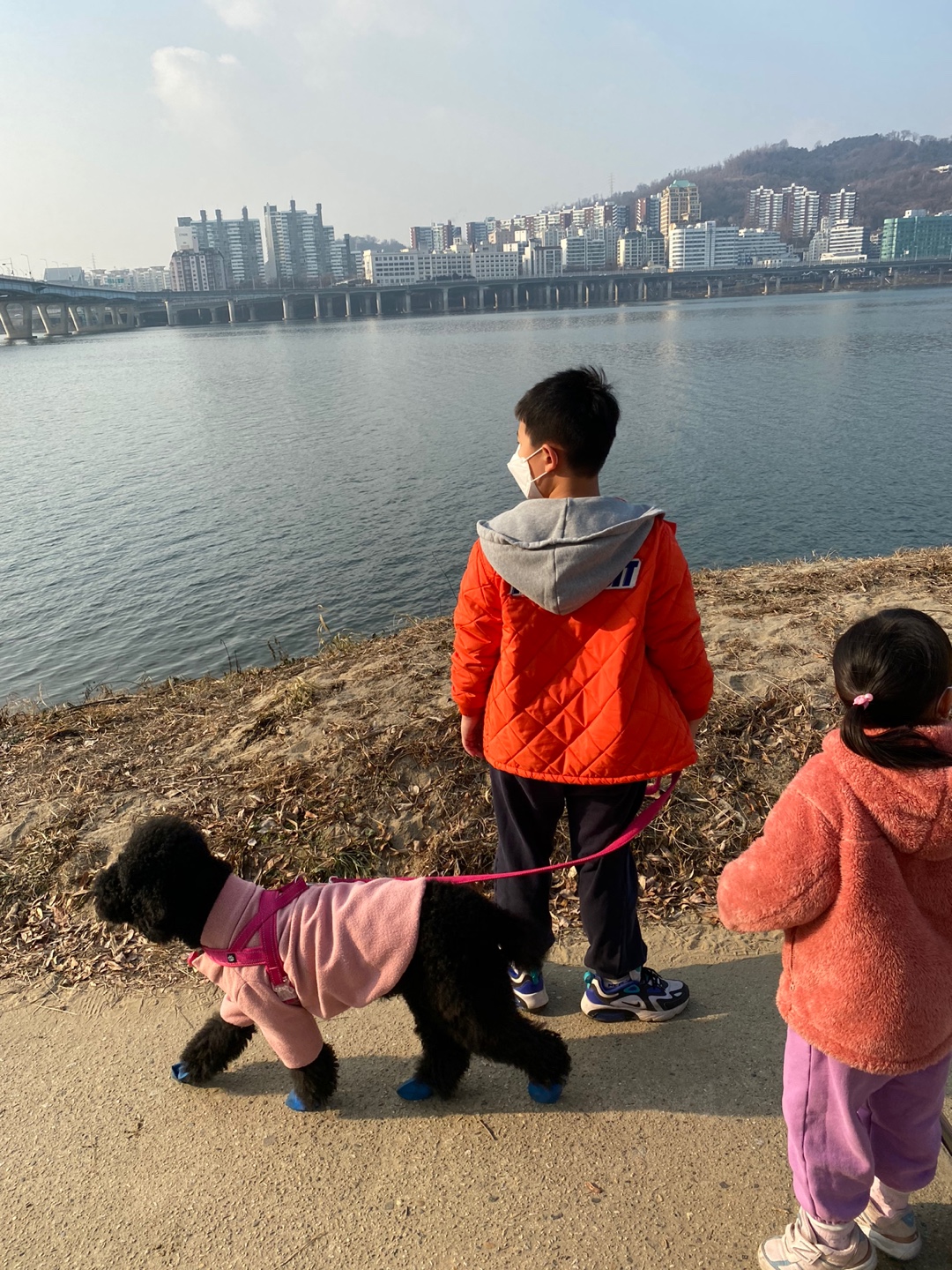 고양 불법번식장 구조 헤라 임보이야기