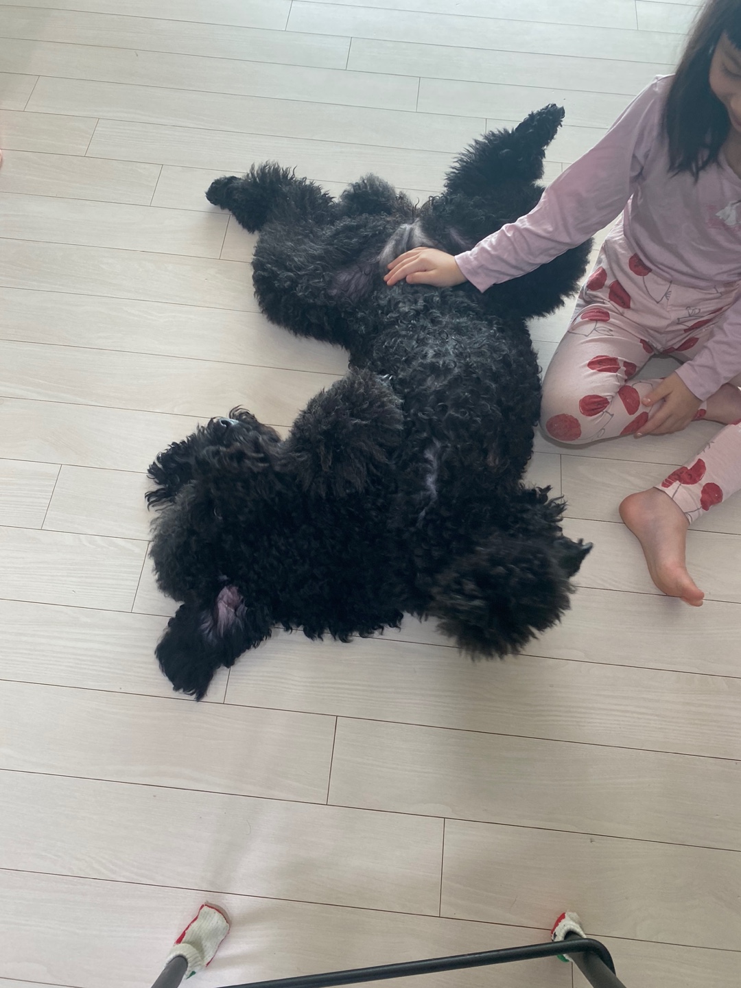 고양 불법번식장 구조 헤라 임보이야기