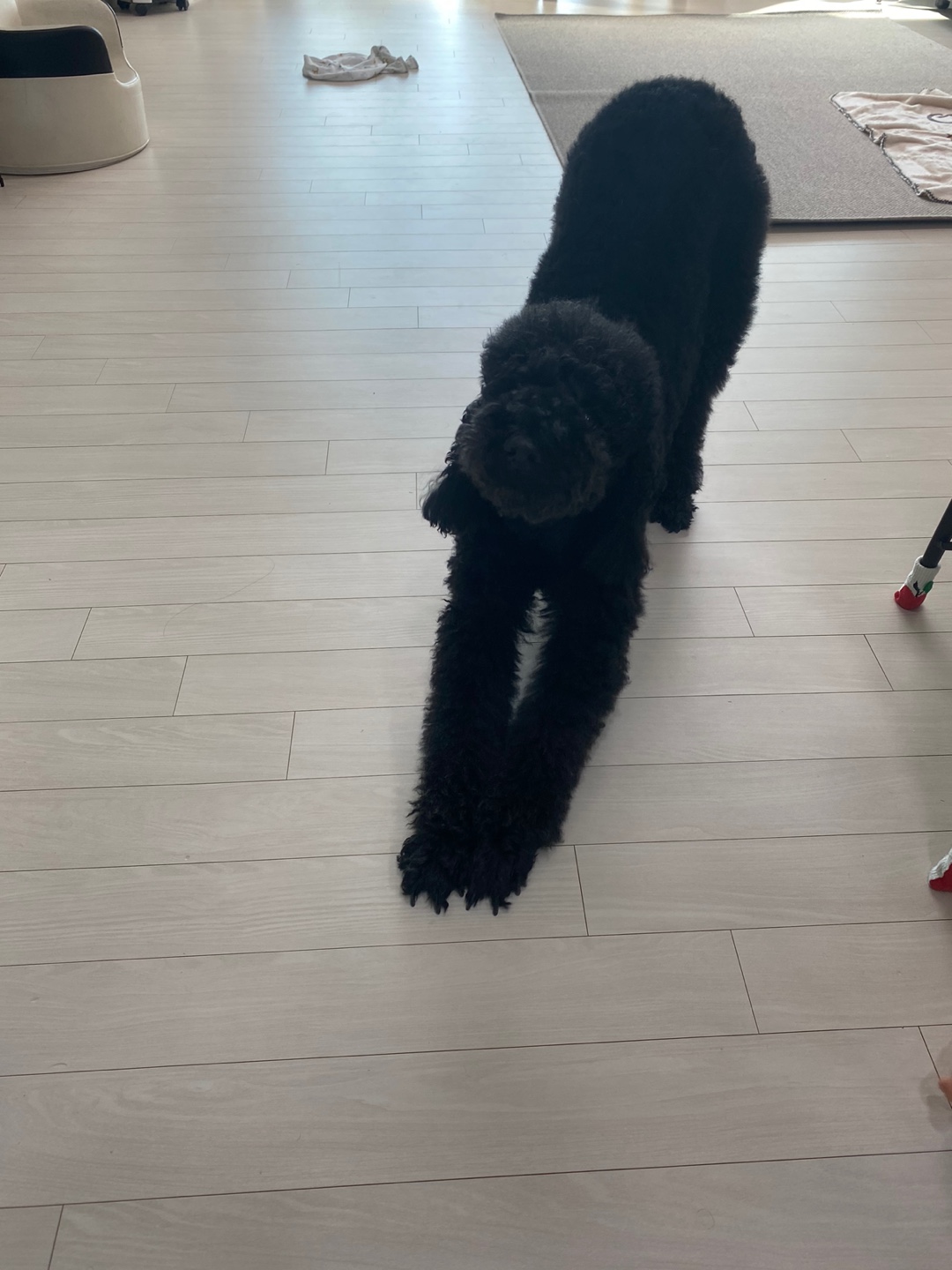 고양 불법번식장 구조 헤라 임보이야기