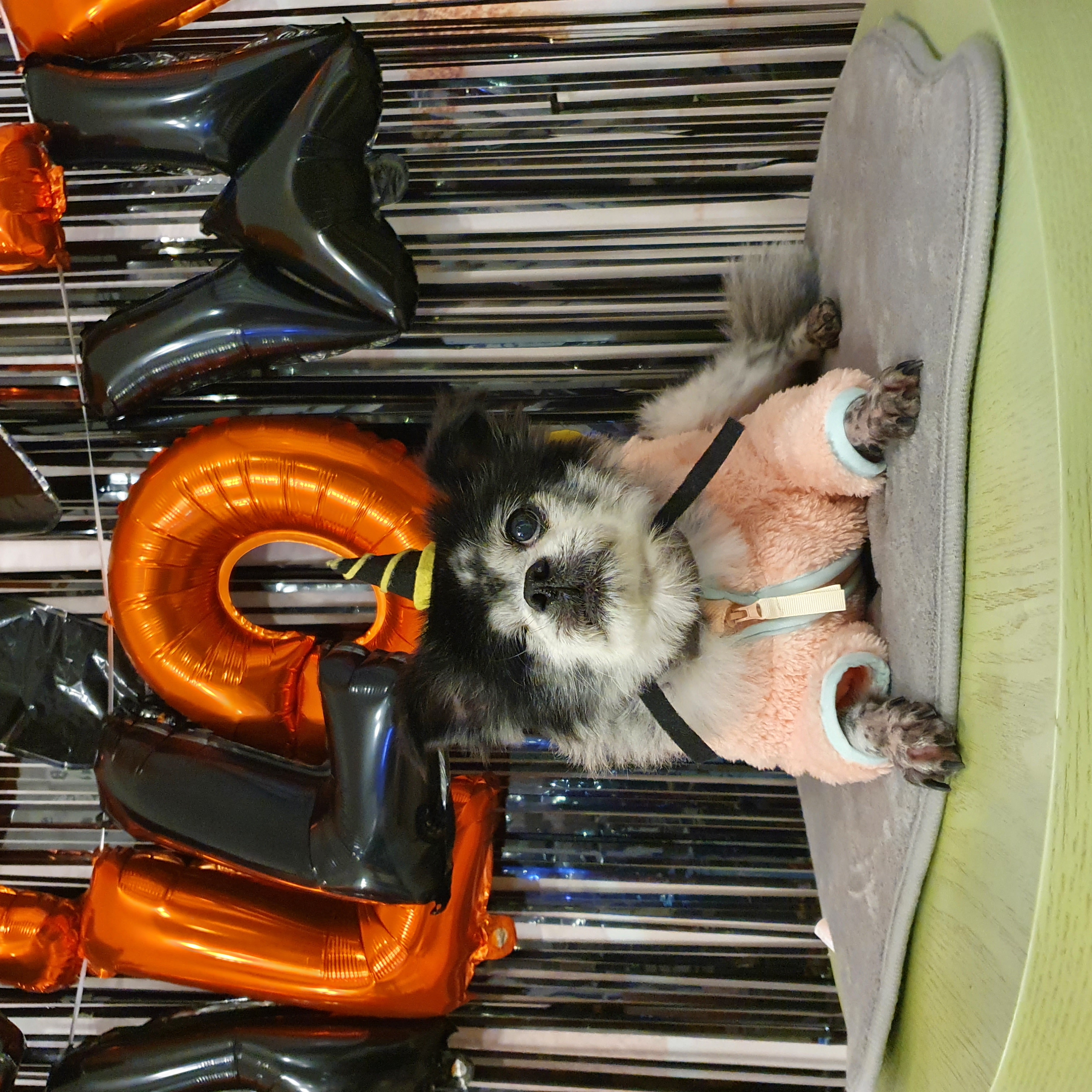 순남씨 입양 2주년