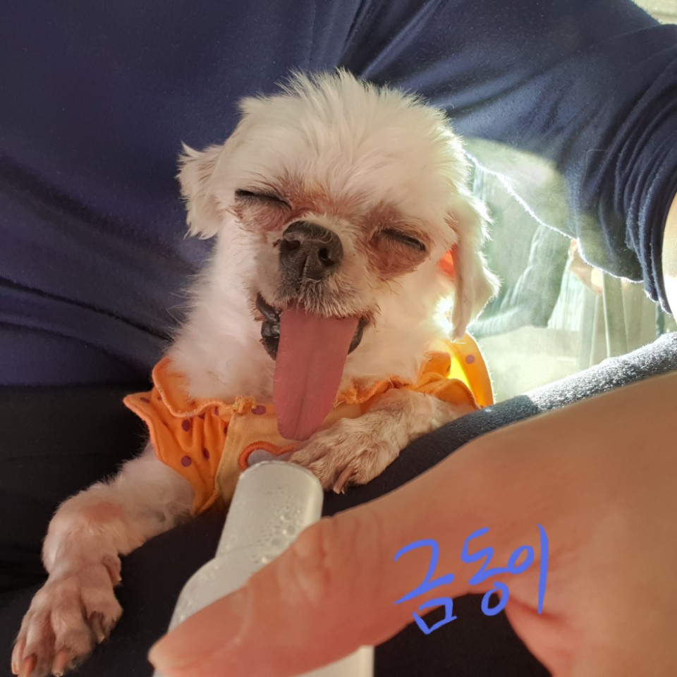 씩씩한 금동이 임시보호 일주차소식(시흥불법번식장 구조견)