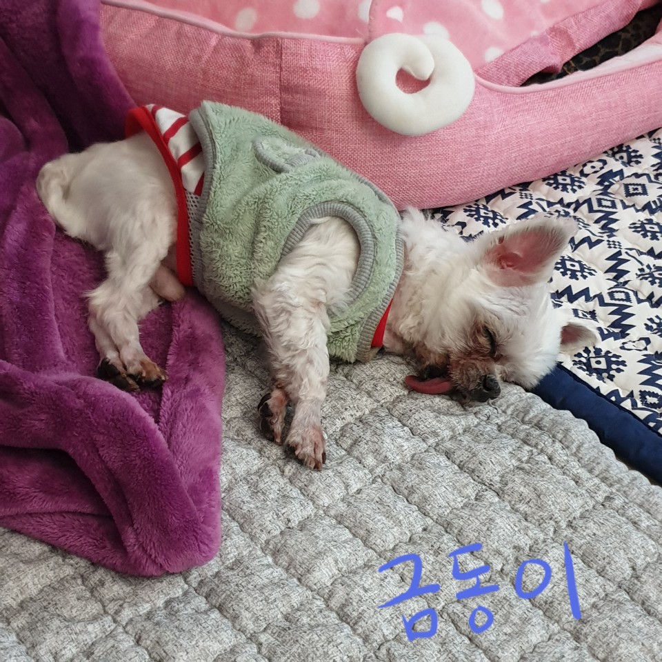 씩씩한 금동이 임시보호 일주차소식(시흥불법번식장 구조견)