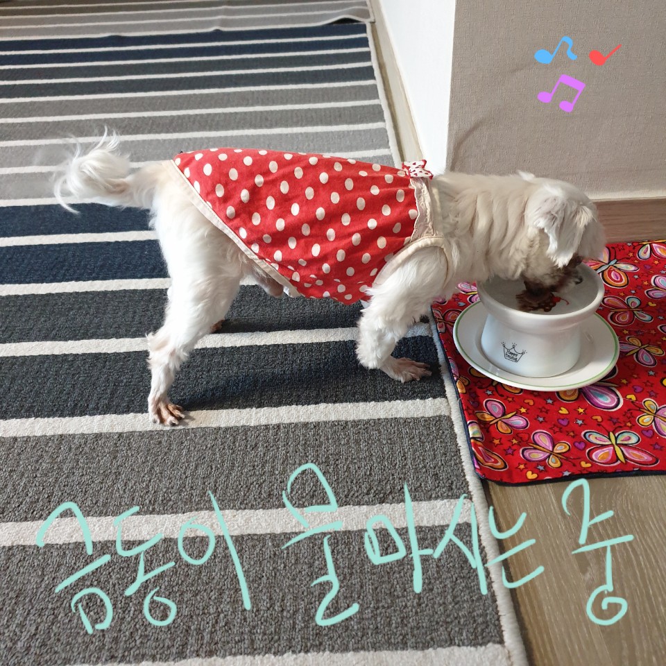 씩씩한 금동이 임시보호 일주차소식(시흥불법번식장 구조견)