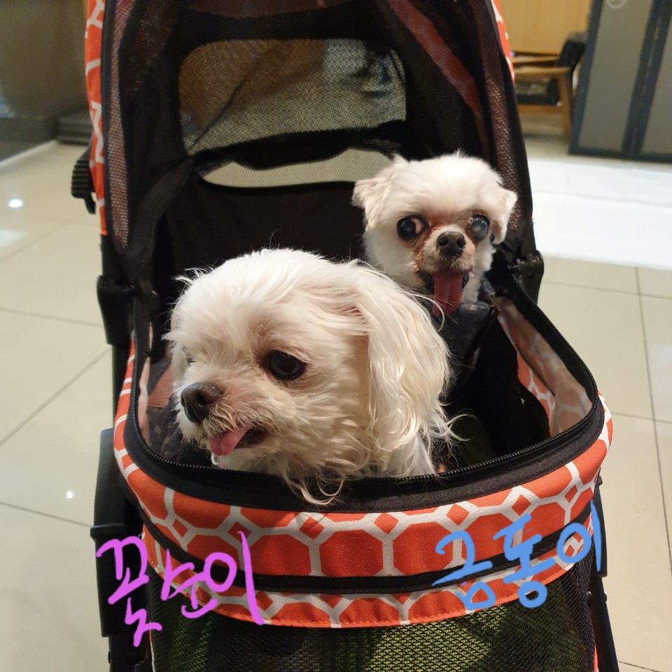 씩씩한 금동이 임시보호 일주차소식(시흥불법번식장 구조견)