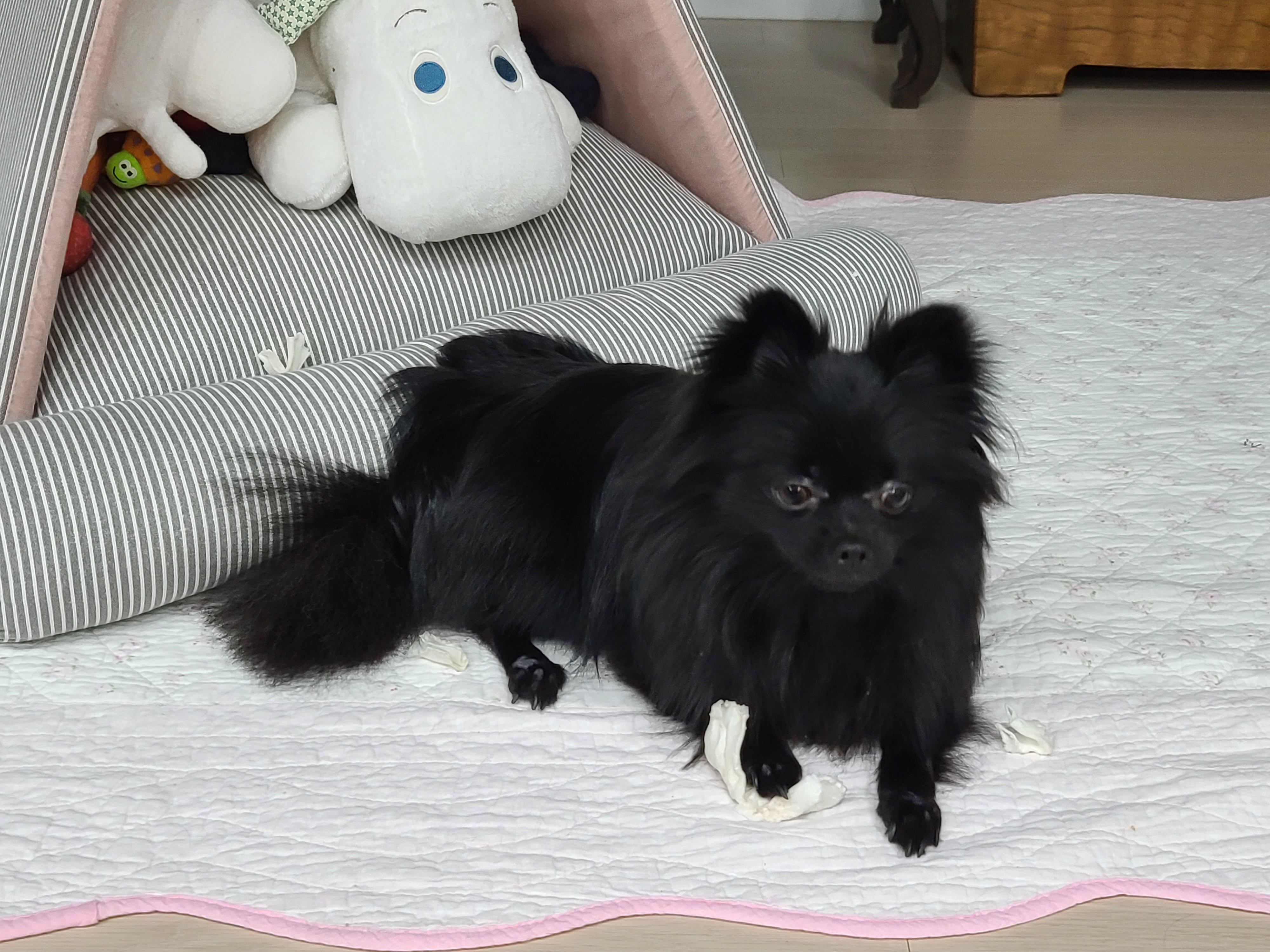 충북 보은 번식장에서 2018.9.7.입양한 미쯔(포5;초코)입니다.