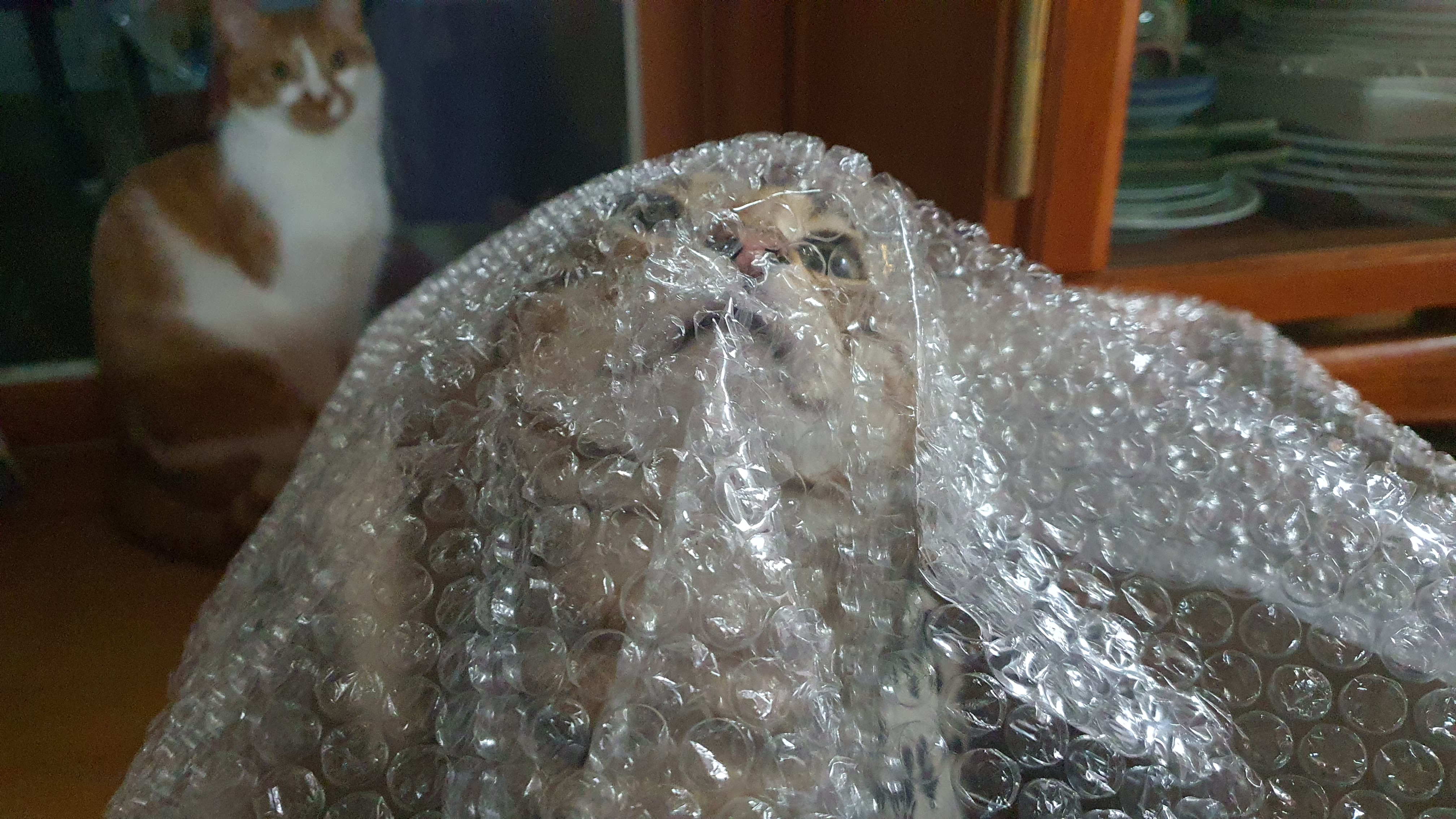 다빈이 입양 3주년