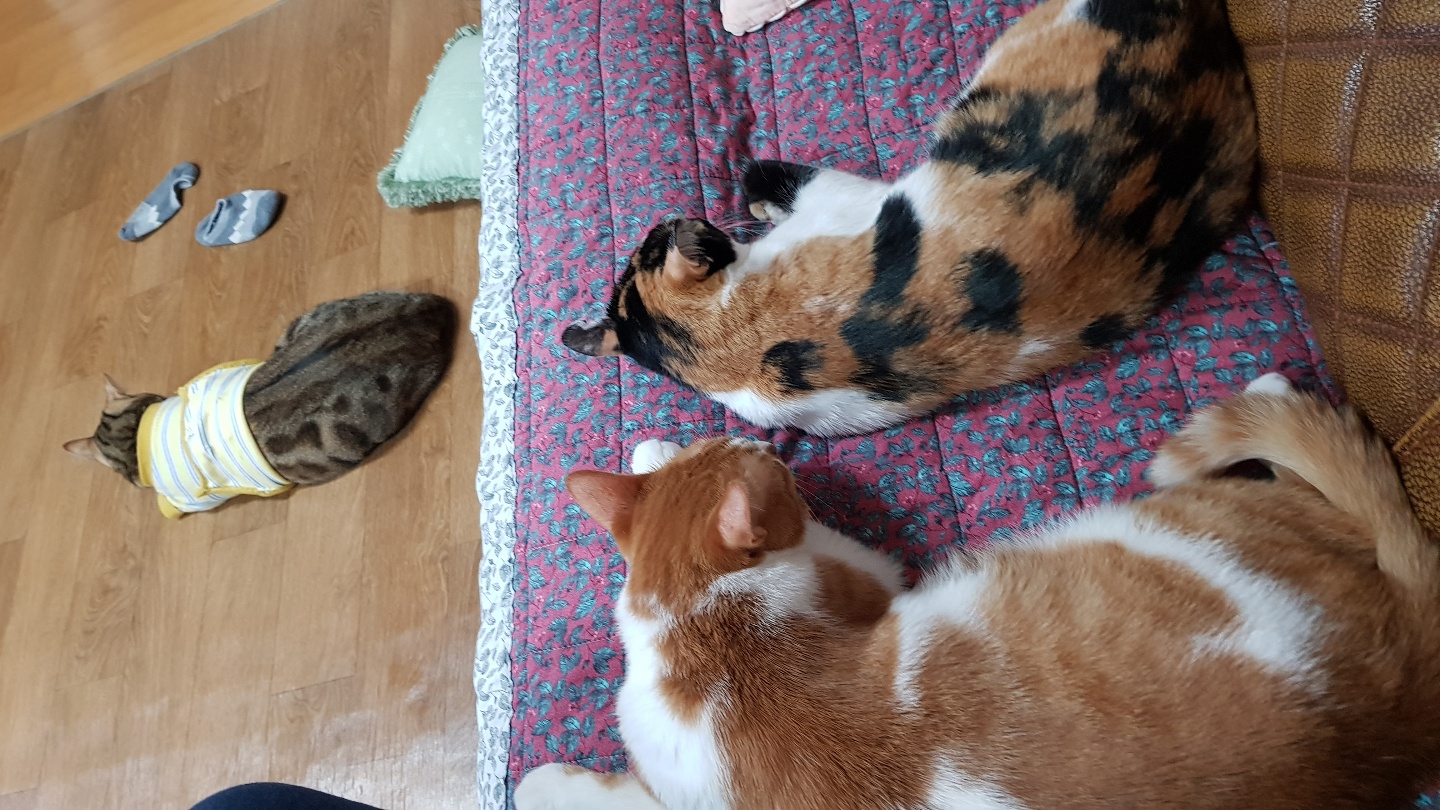 다빈이 입양 3주년