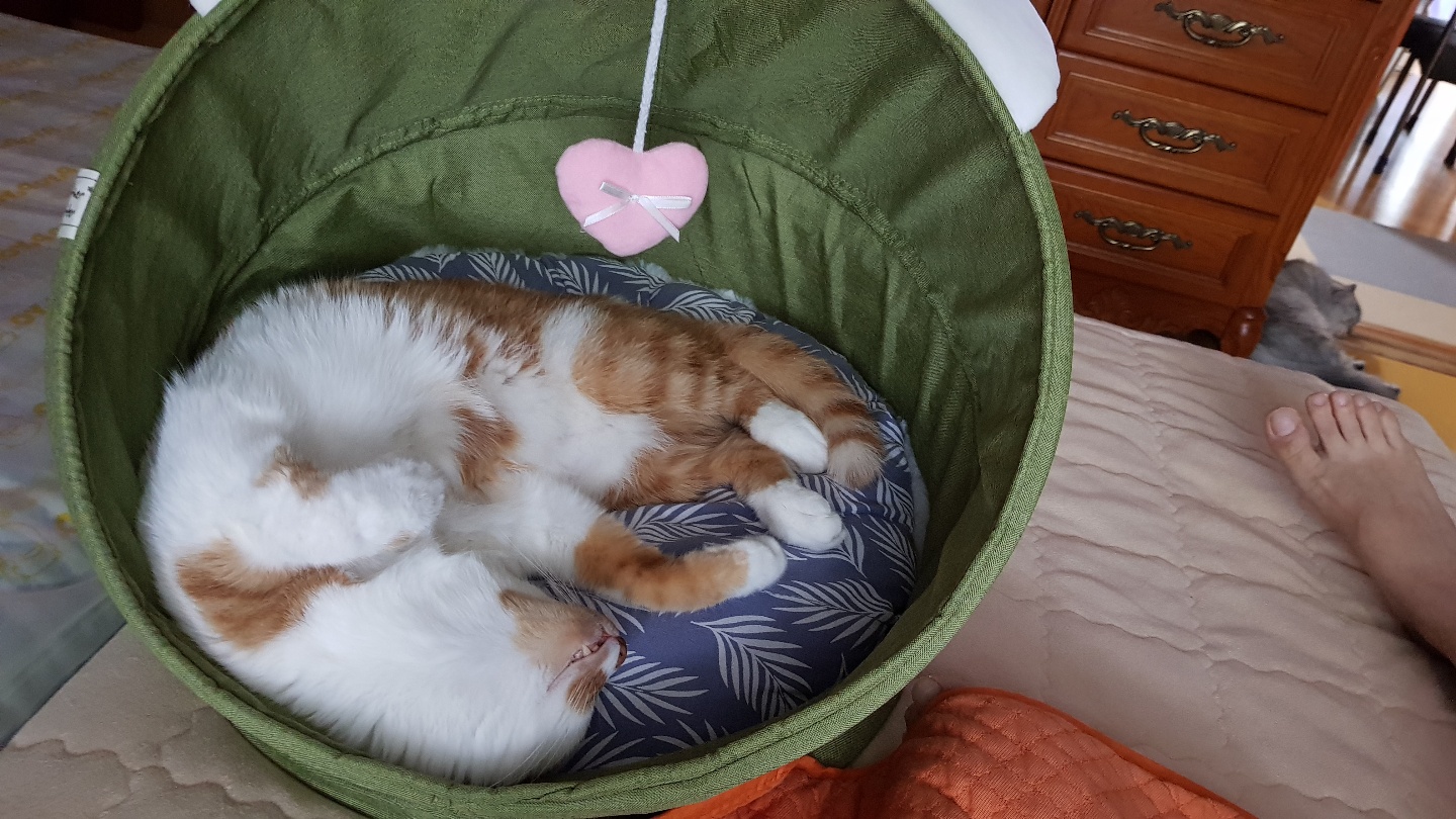 다빈이 입양 3주년