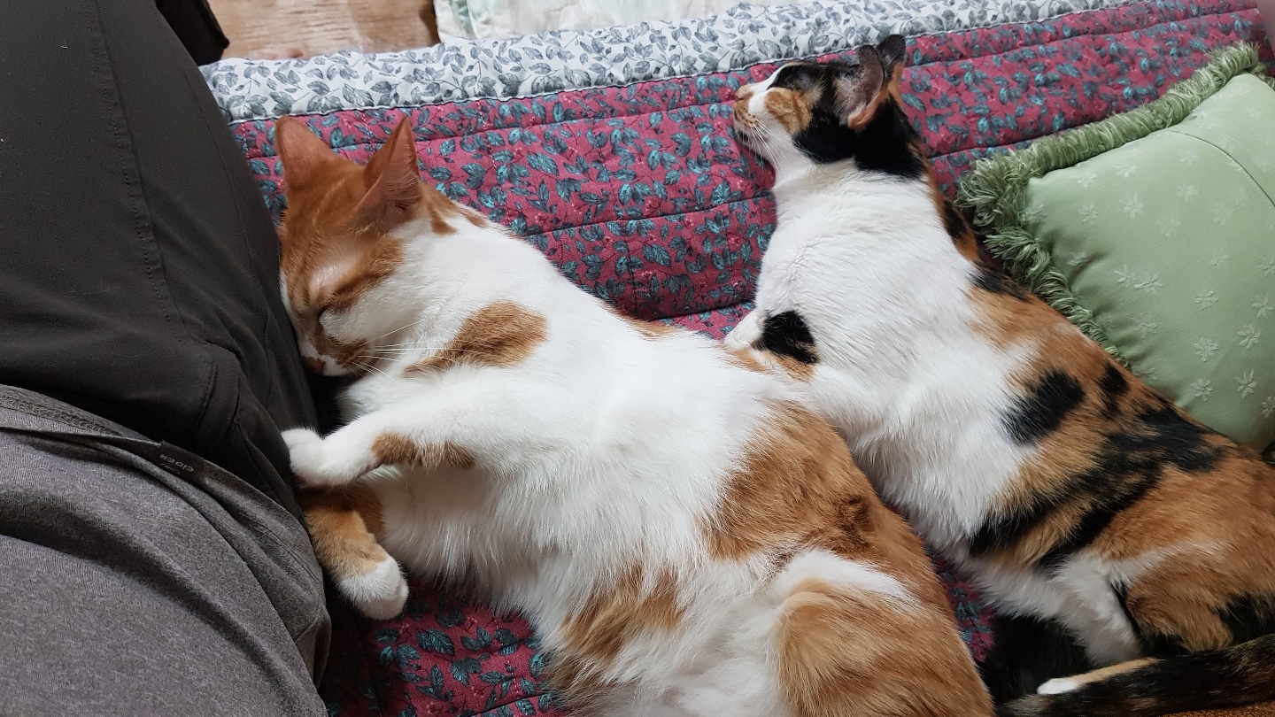 다빈이 입양 3주년