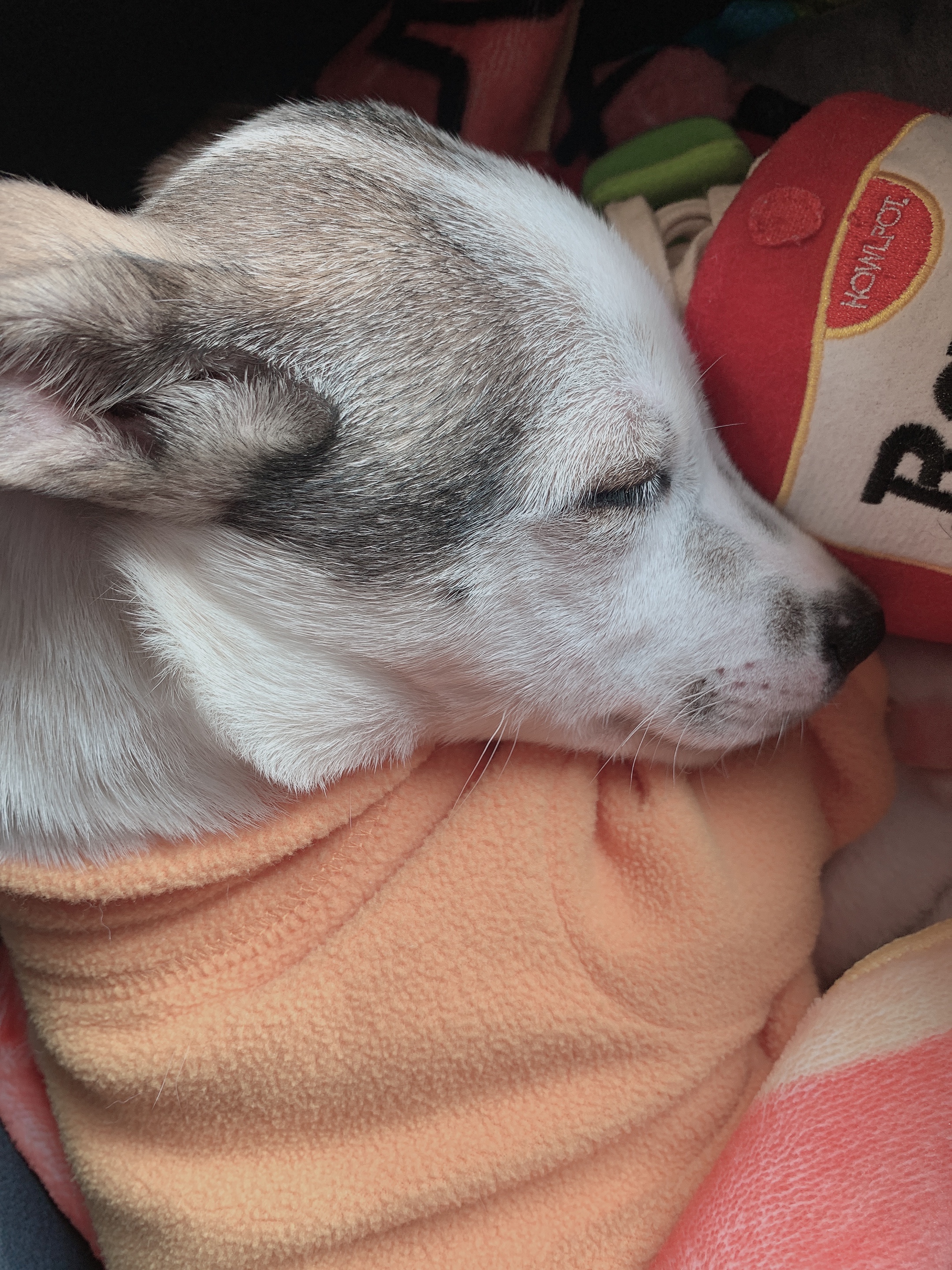 도도(당이) 입양후기