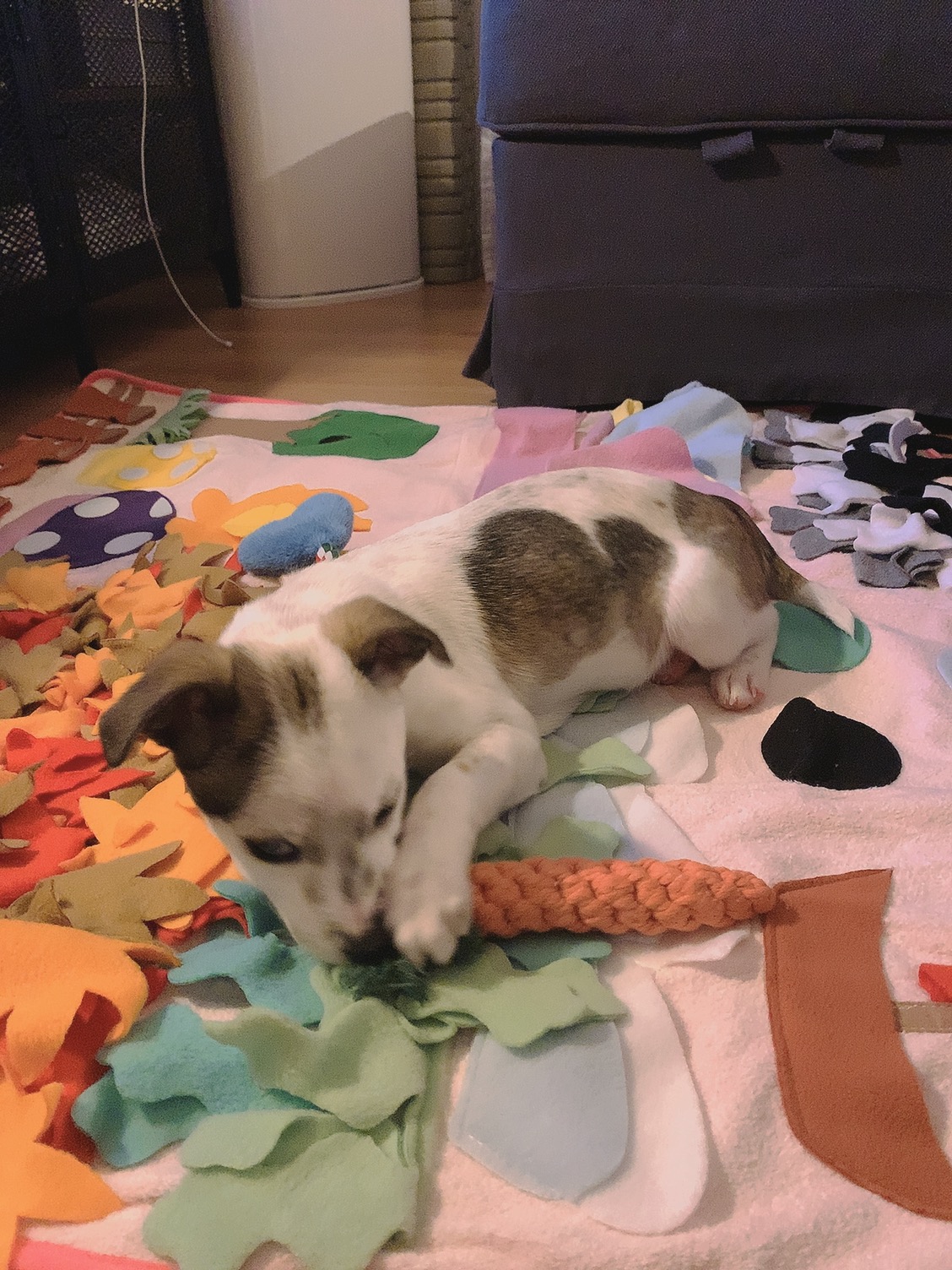 도도(당이) 입양후기