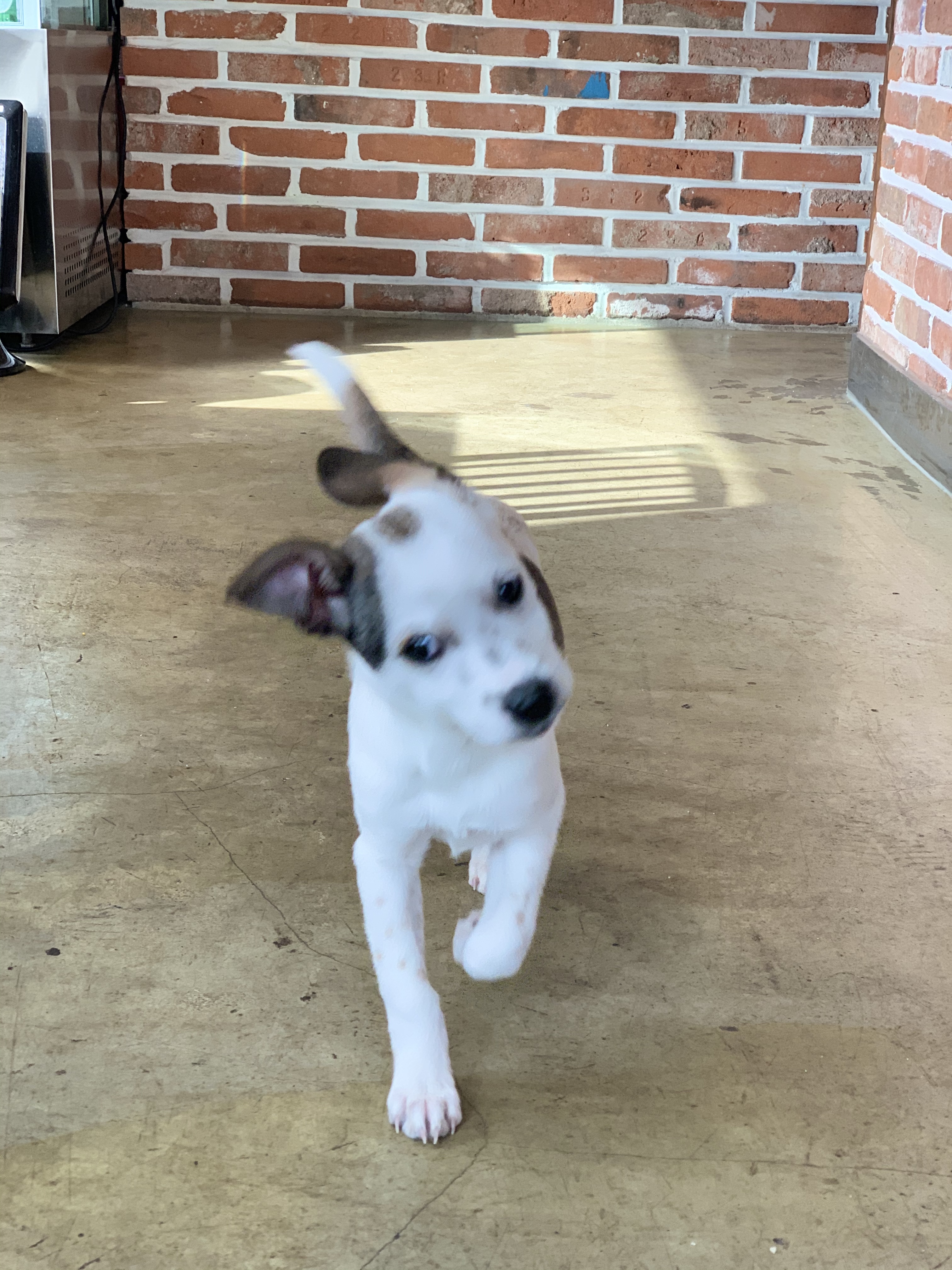 도도(당이) 입양후기