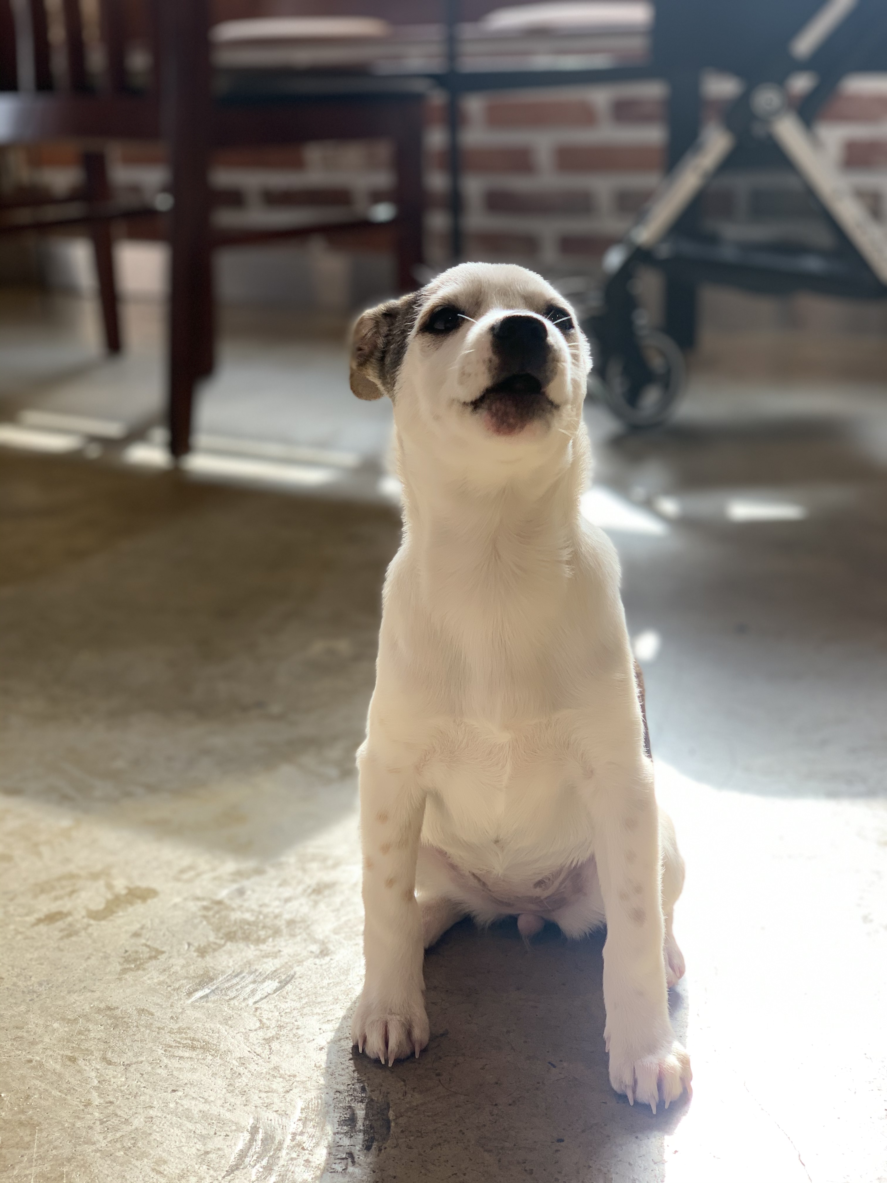 도도(당이) 입양후기