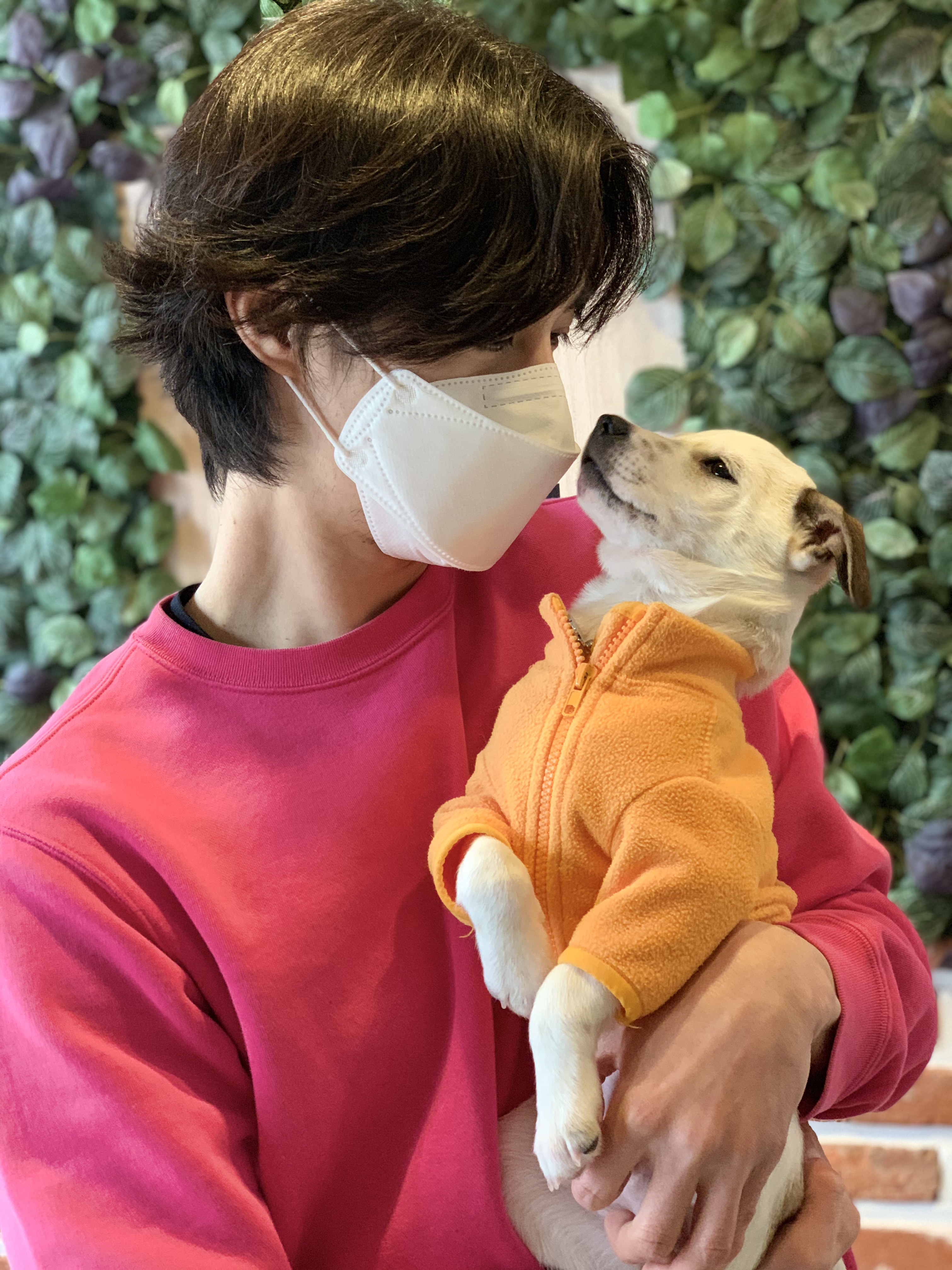 도도(당이) 입양후기