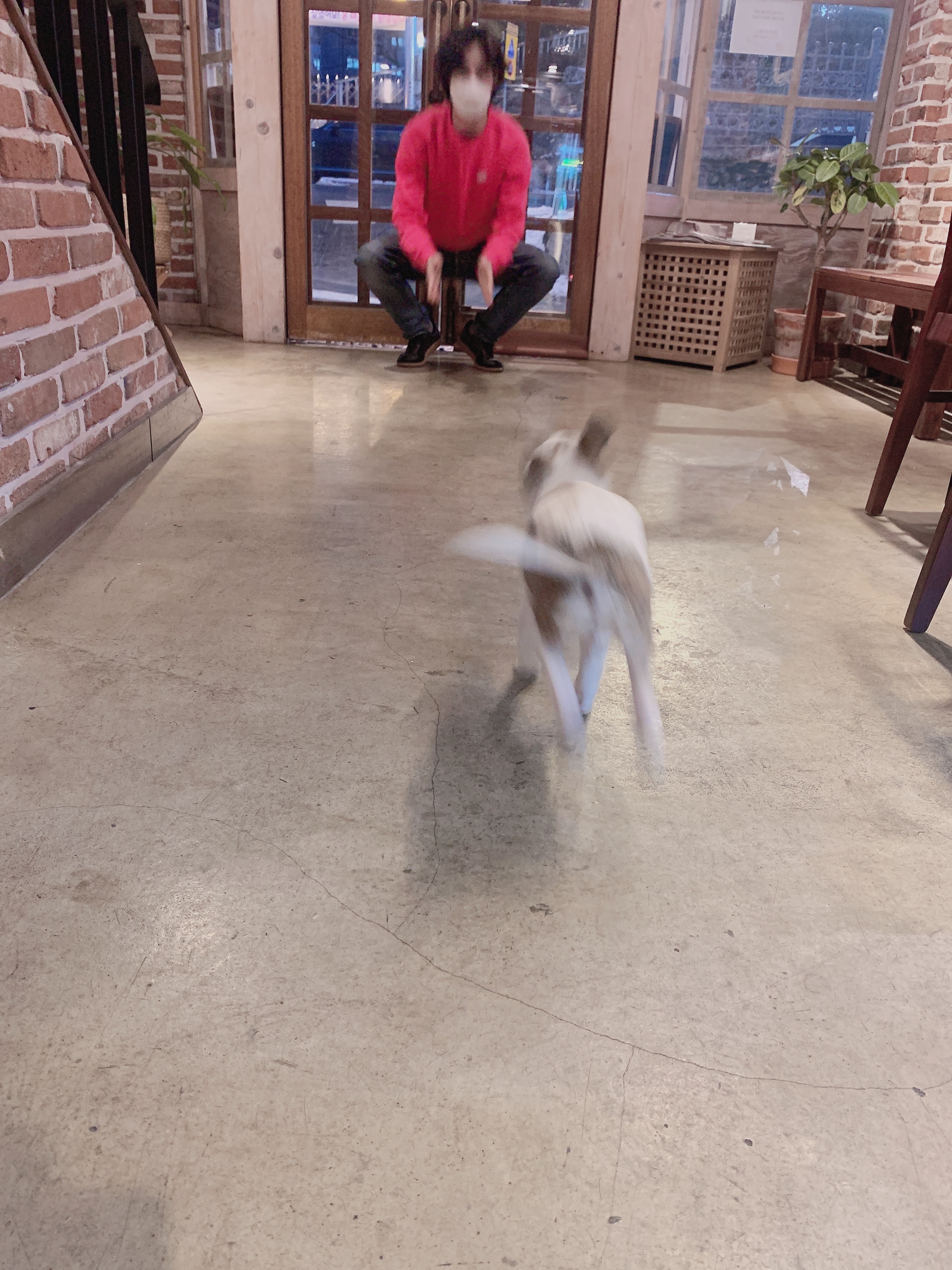 도도(당이) 입양후기