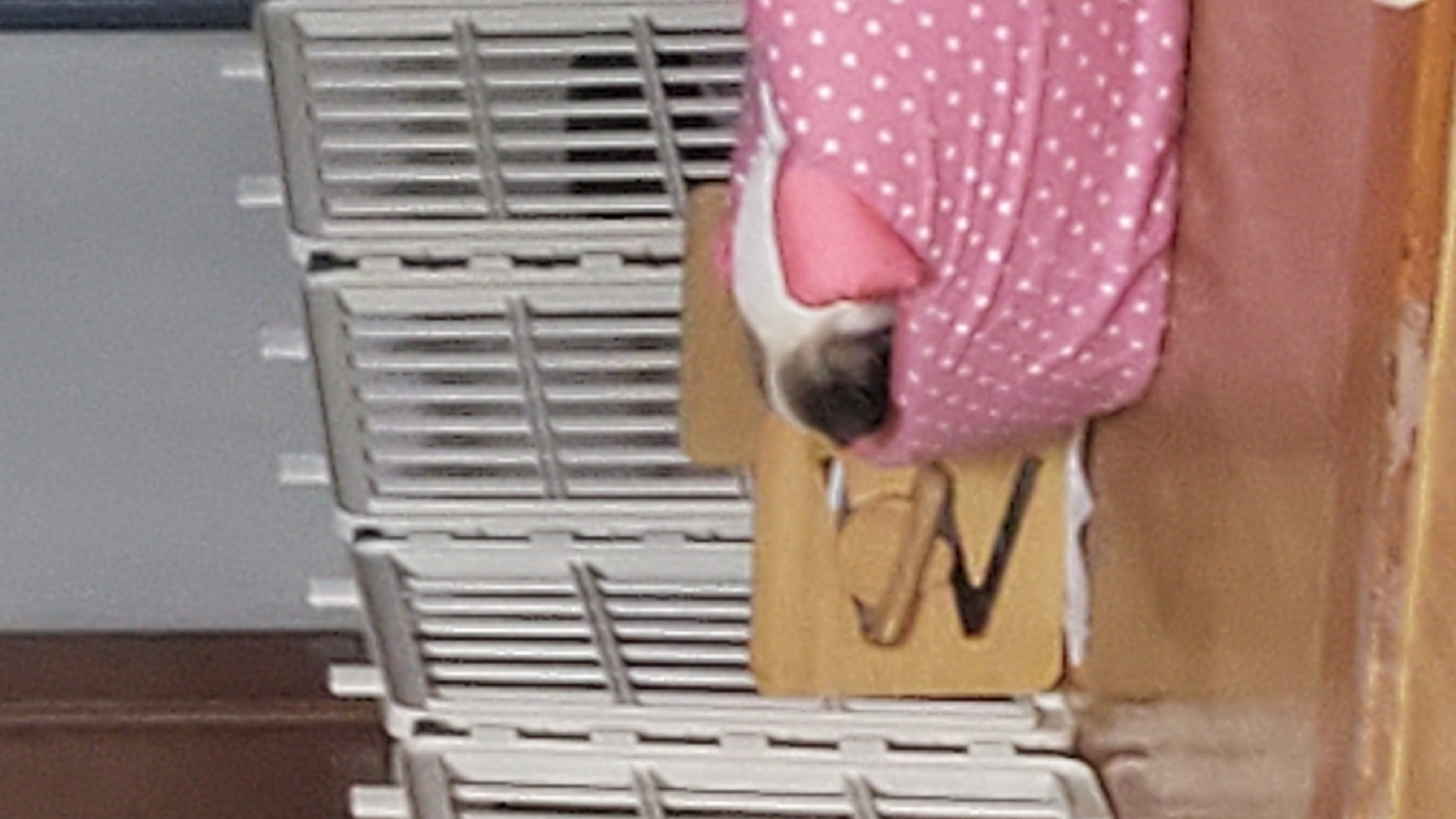 파파(아띠)입양 2주되는날