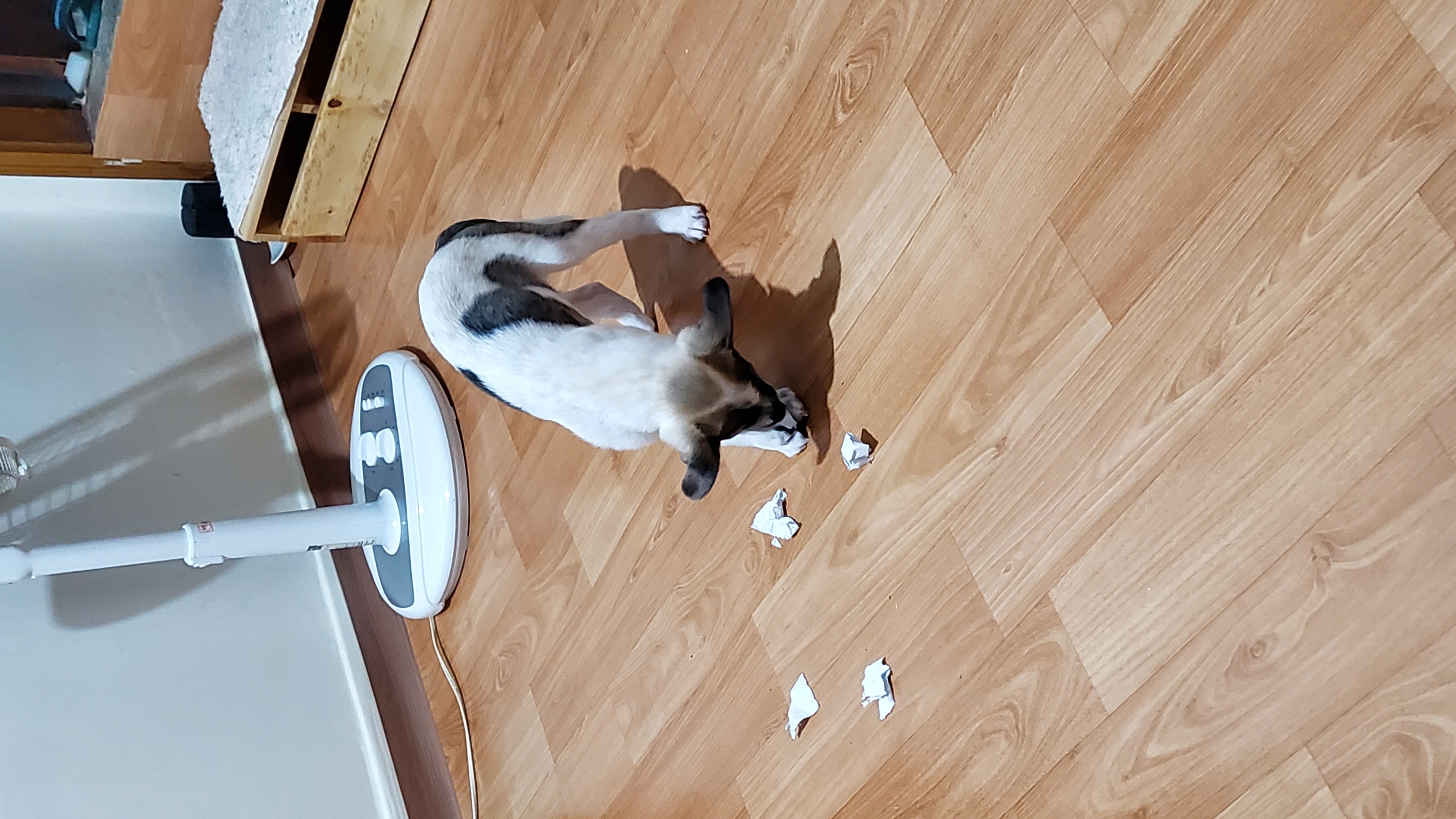 파파(아띠)입양 2주되는날