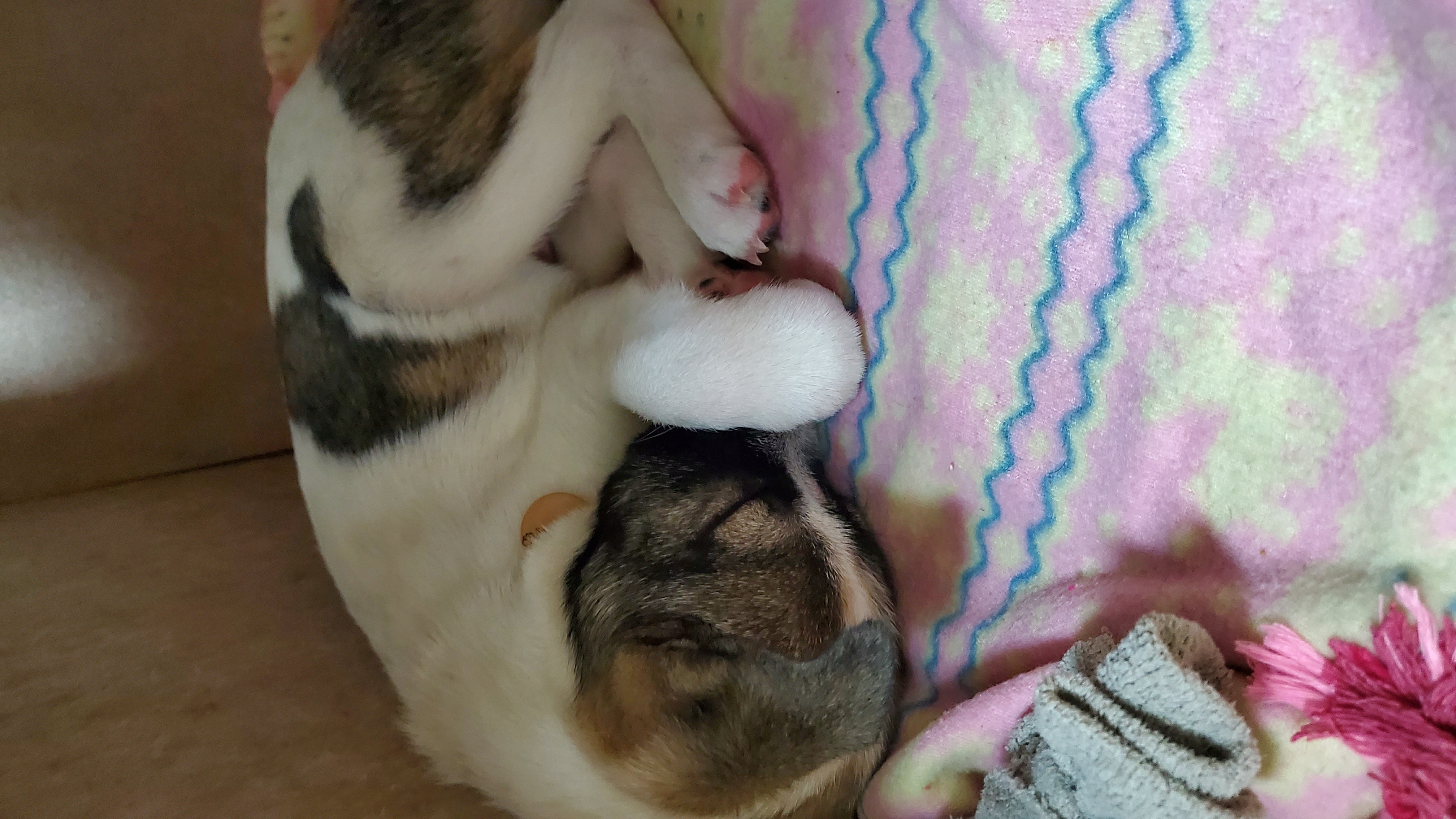 파파(아띠)입양 2주되는날