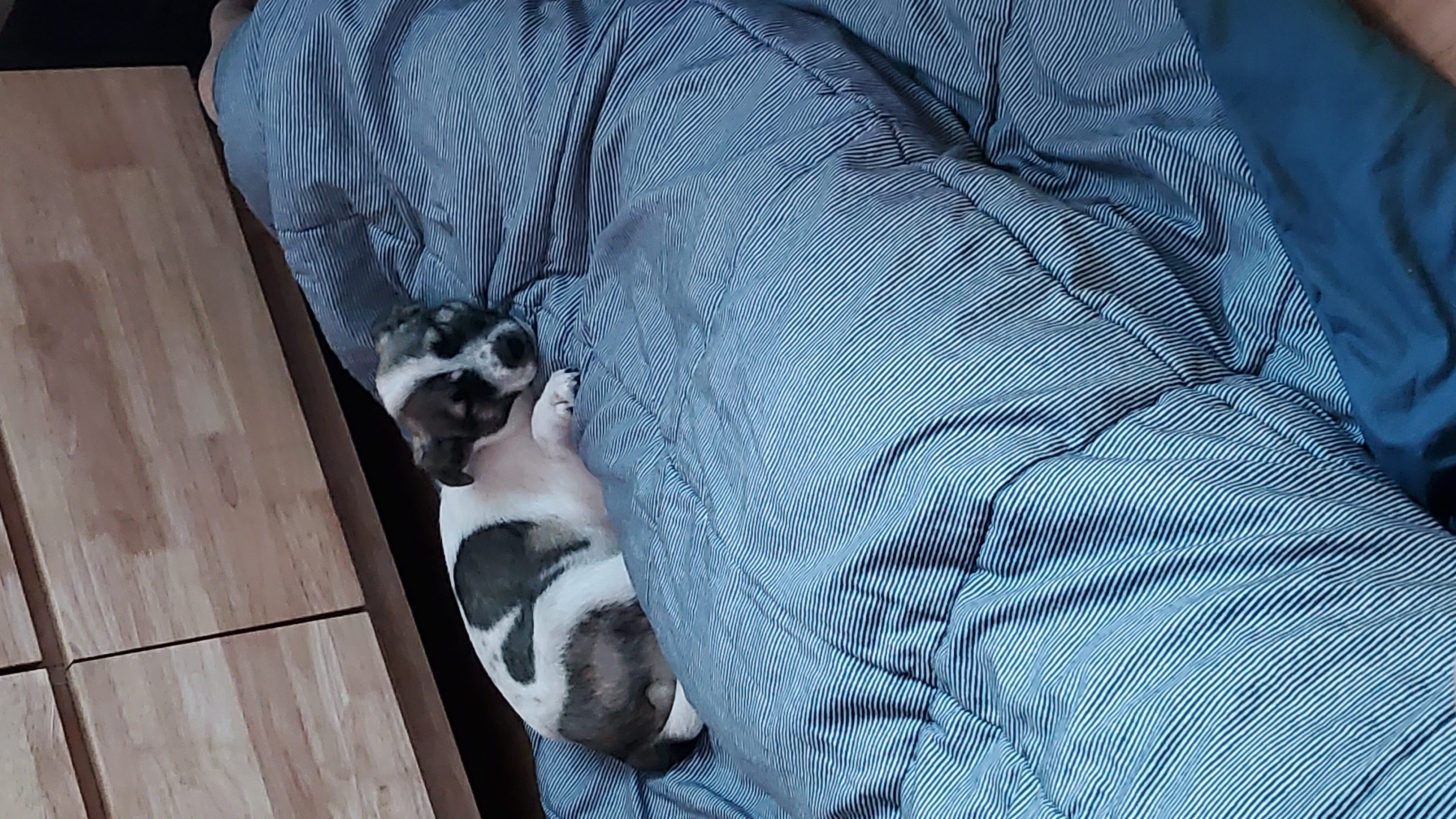 파파(아띠)입양 2주되는날