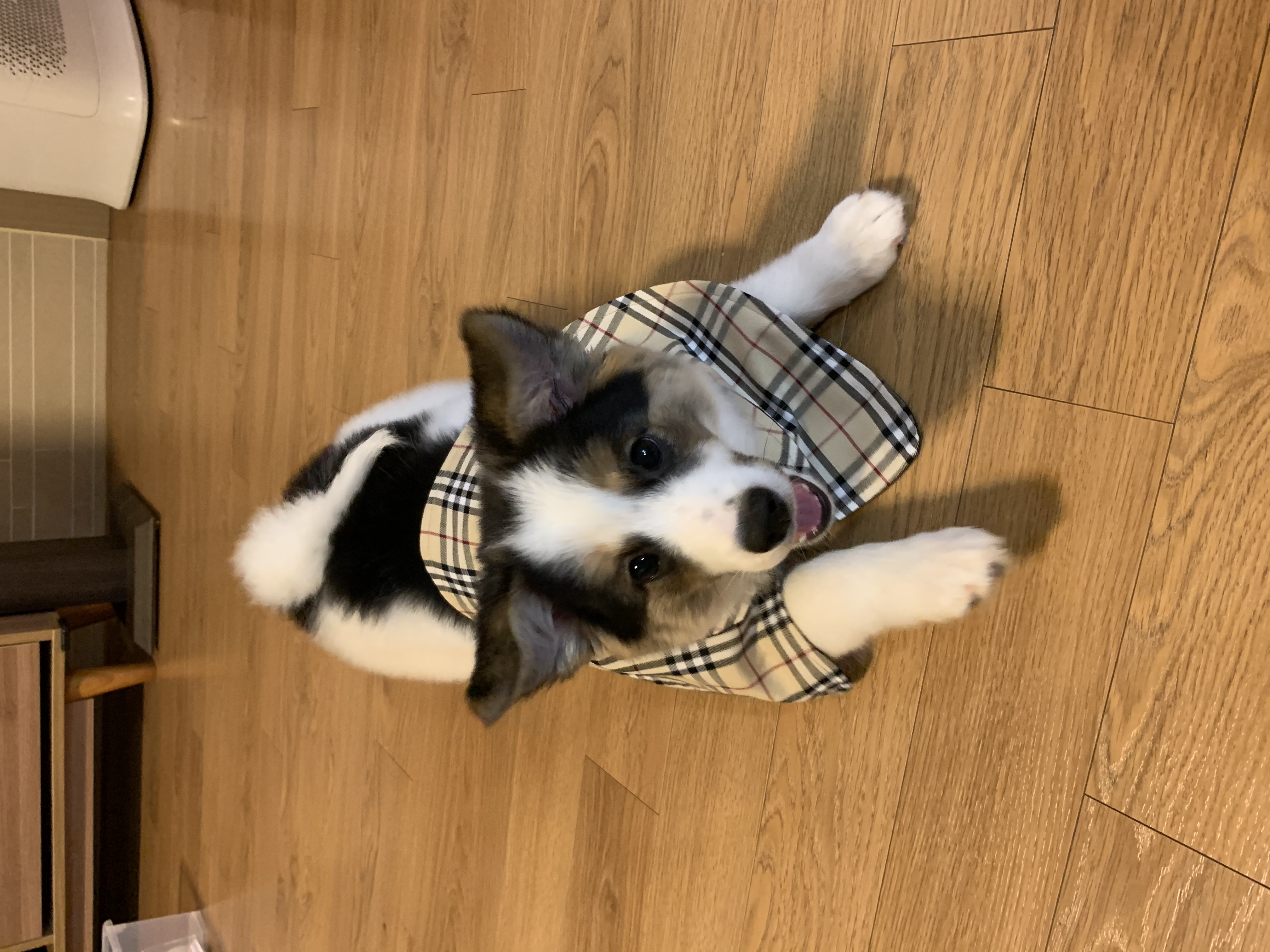 마블이 입양 후 1주일이 지났네요