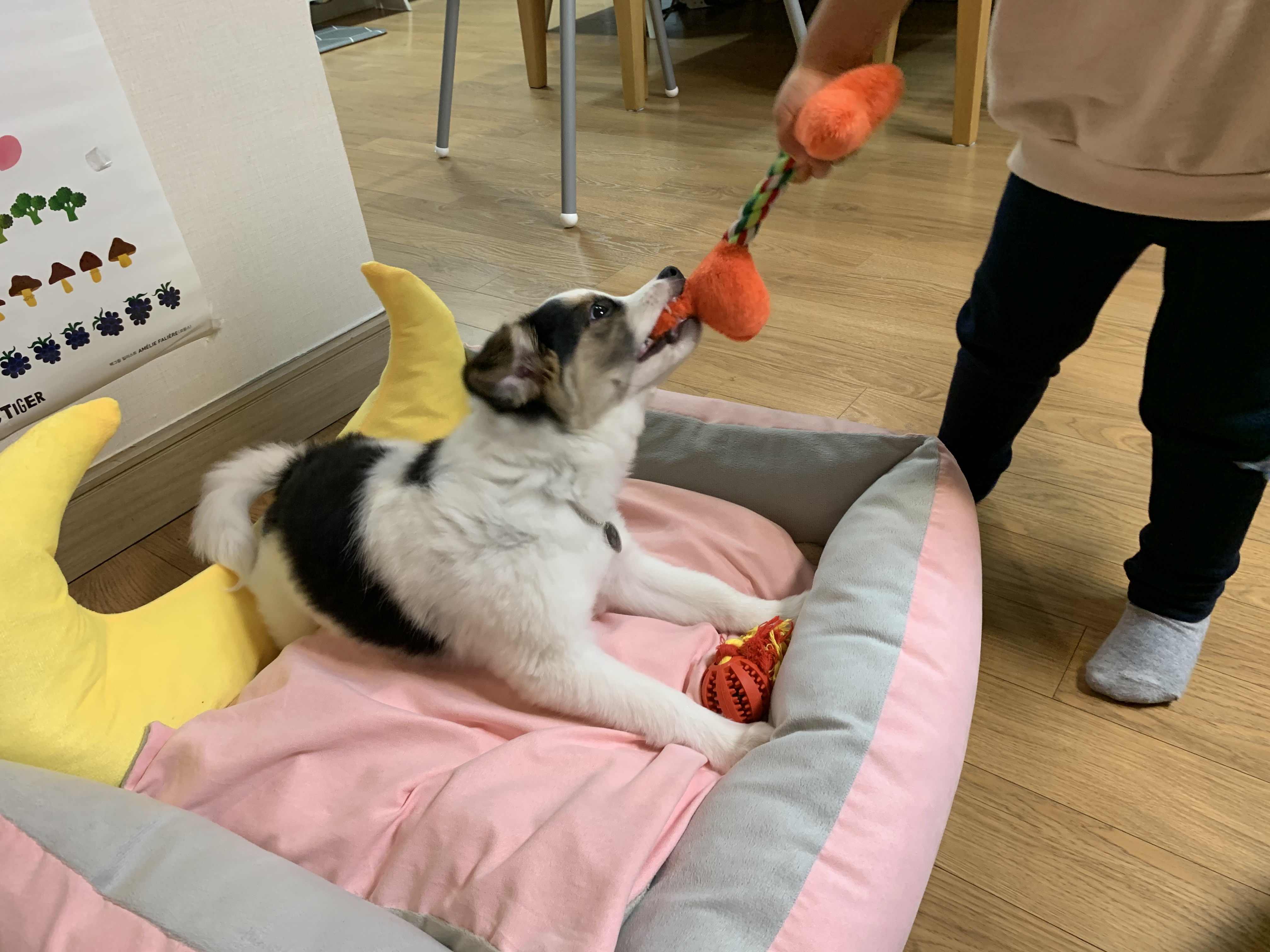 마블이 입양 후 1주일이 지났네요