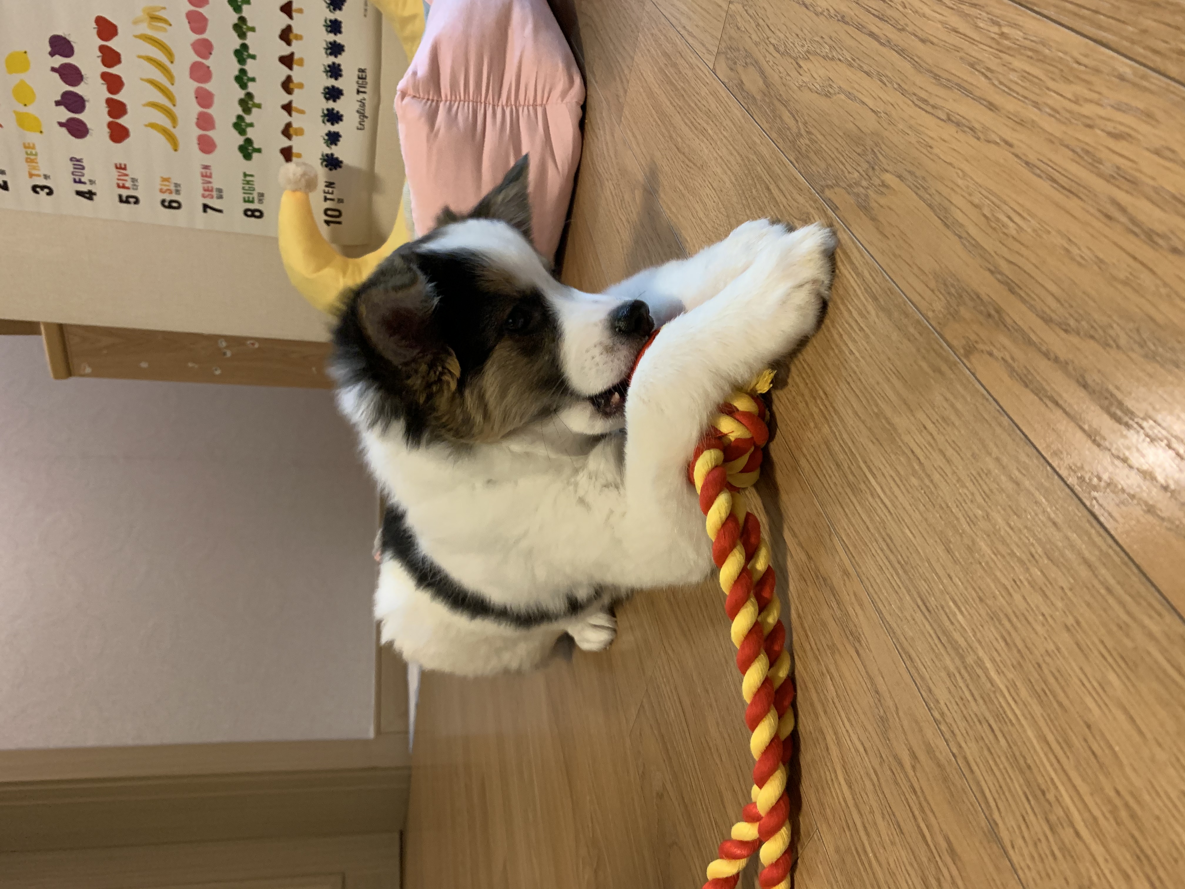 마블이 입양 후 1주일이 지났네요