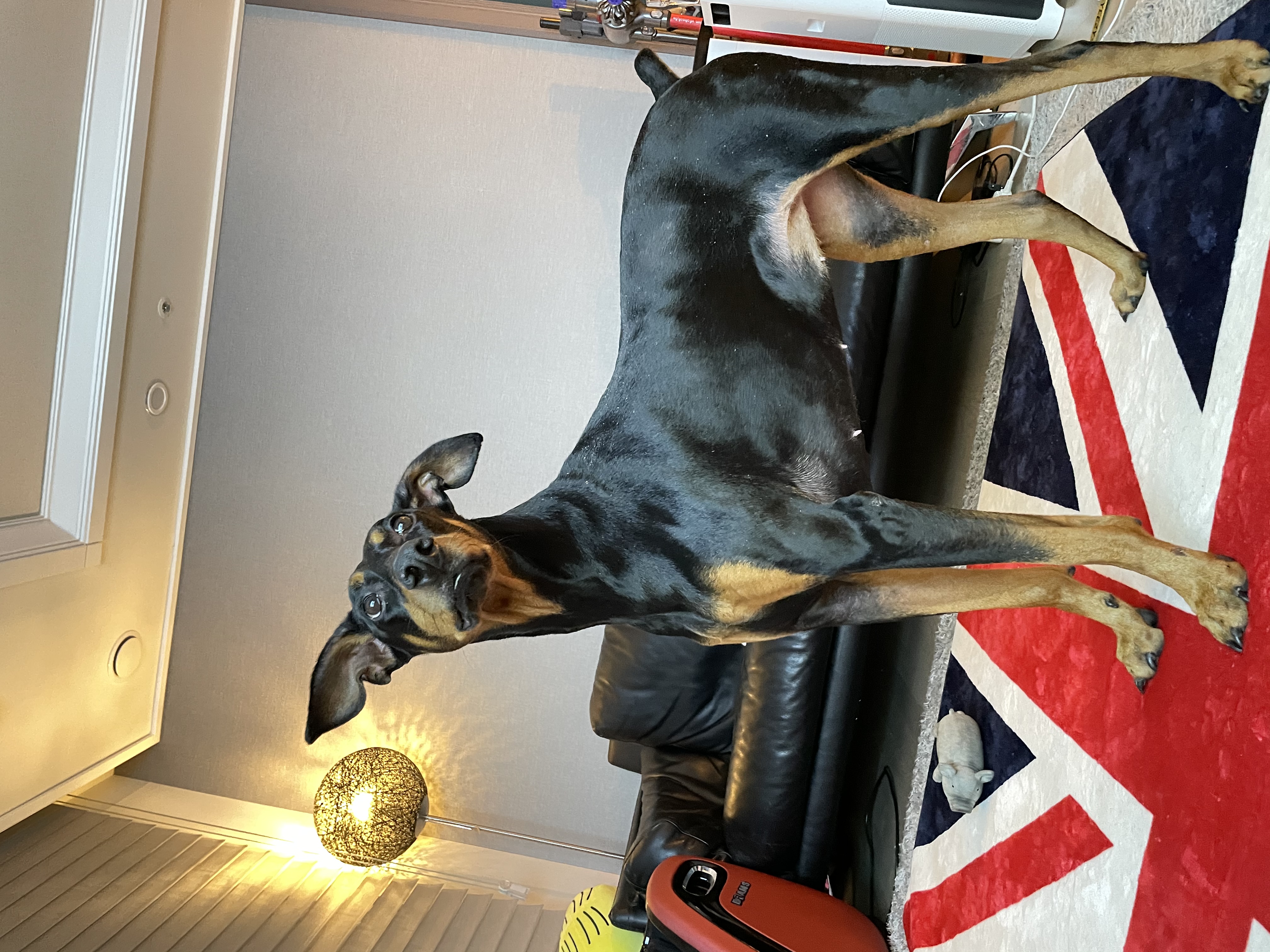 캐리이야기-도베르만-