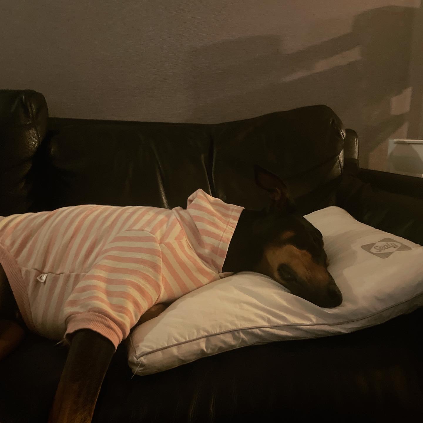 캐리이야기-도베르만-