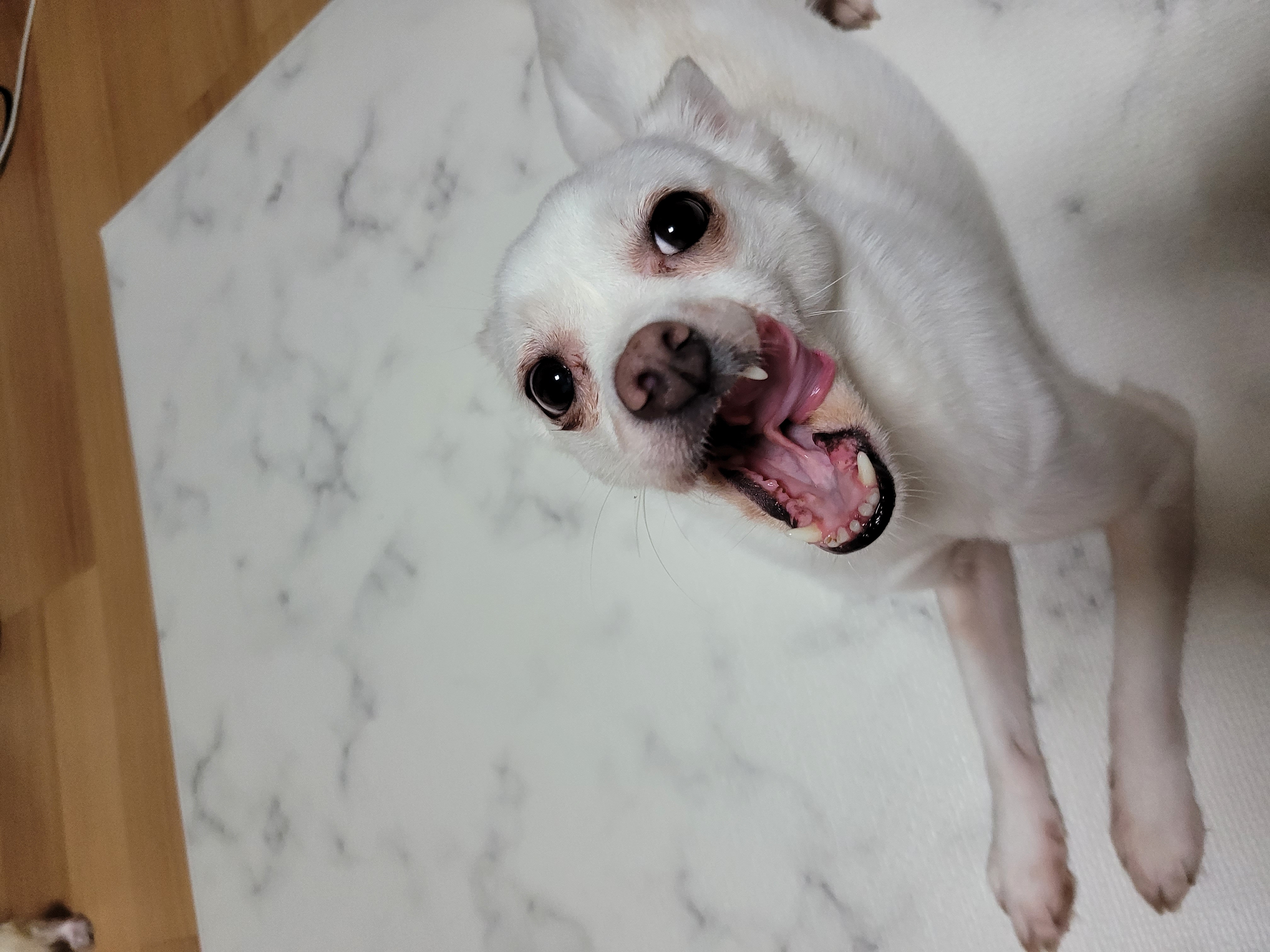 망고(오늘이) 300일 되었어요ㅎㅎ!!