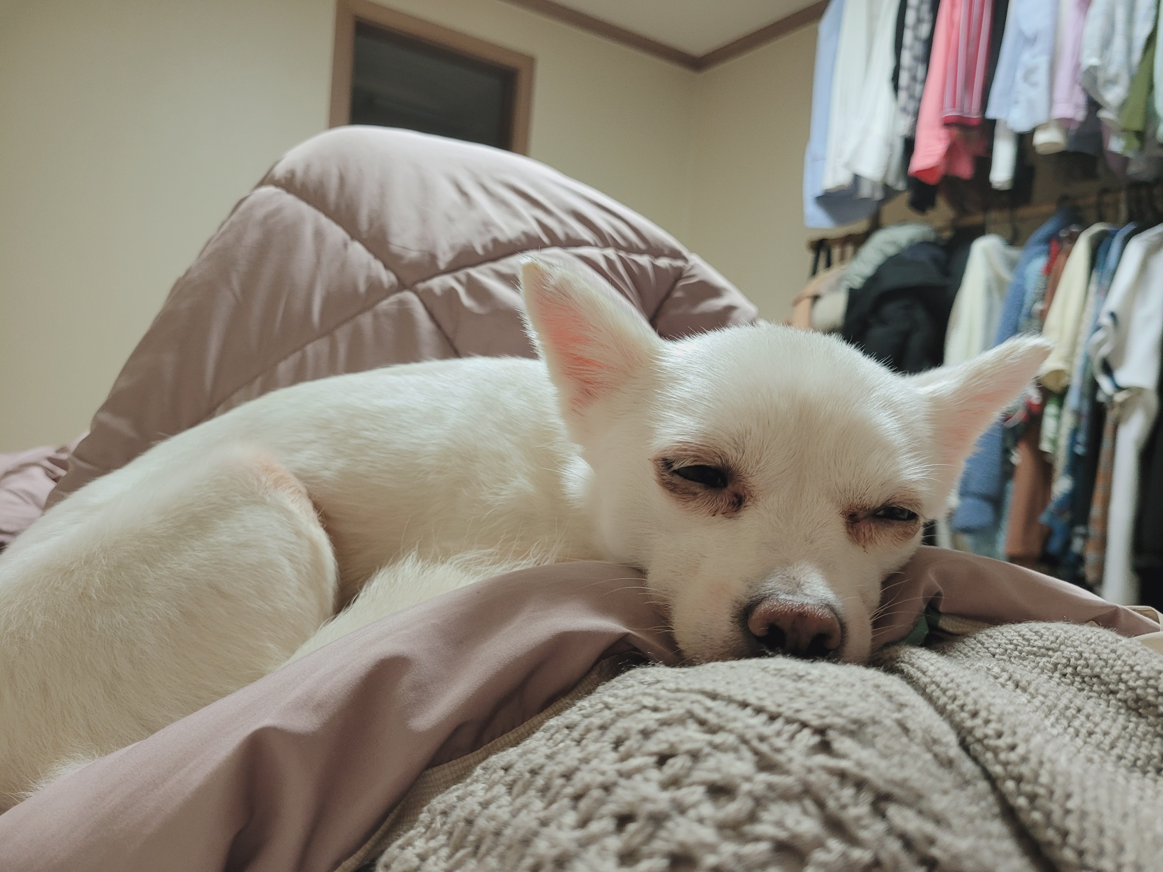 망고(오늘이) 300일 되었어요ㅎㅎ!!