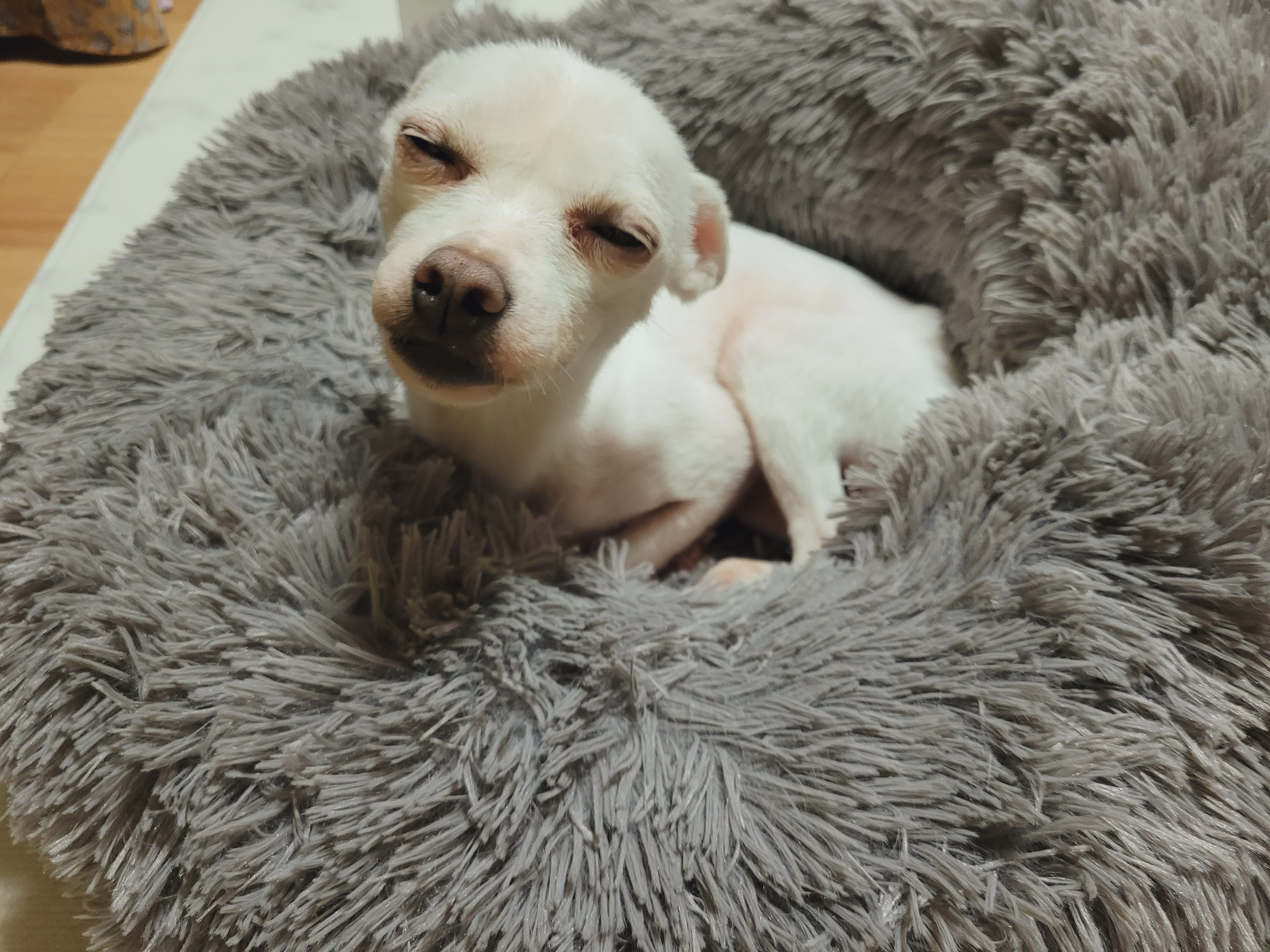 망고(오늘이) 300일 되었어요ㅎㅎ!!